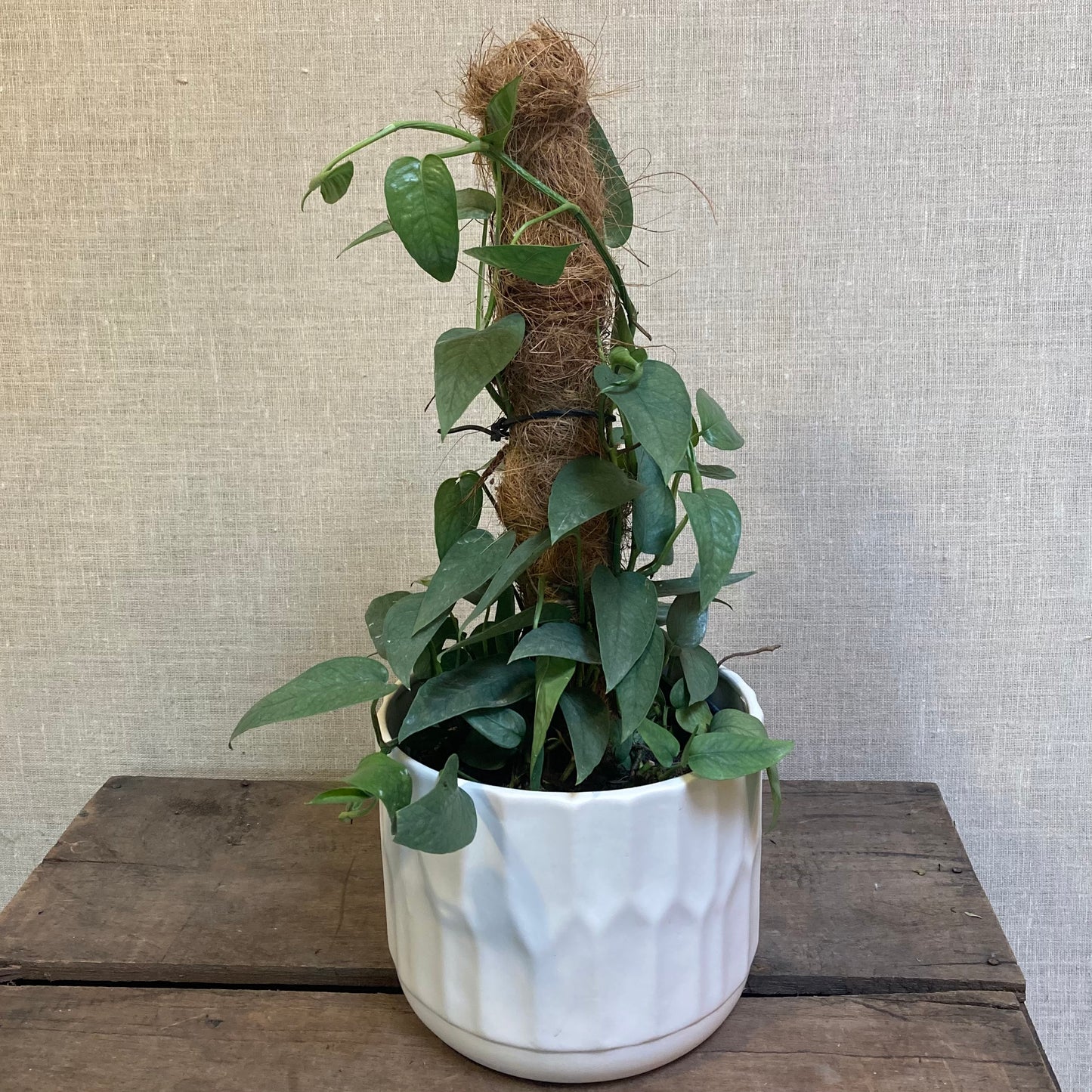 Pothos - Pinnatum Ceba Blue 4" pot