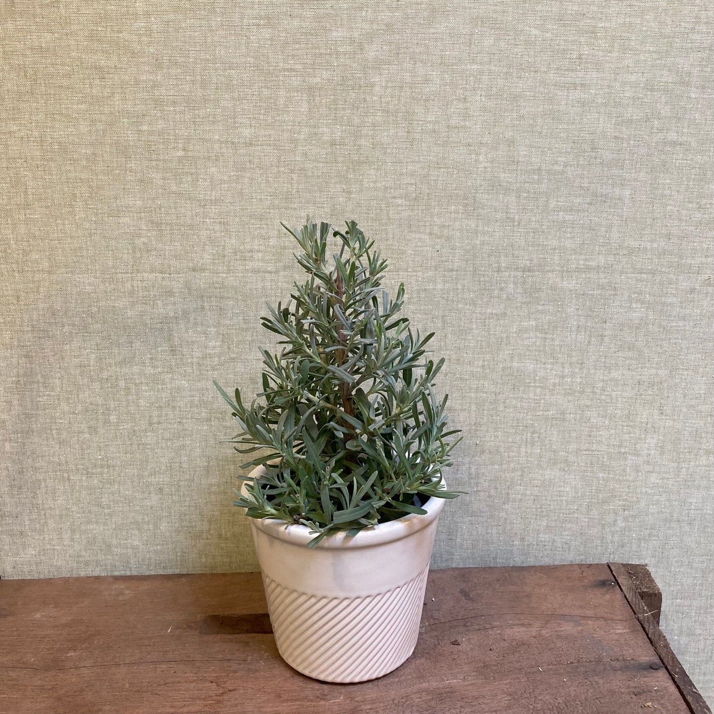 Lavender Tree