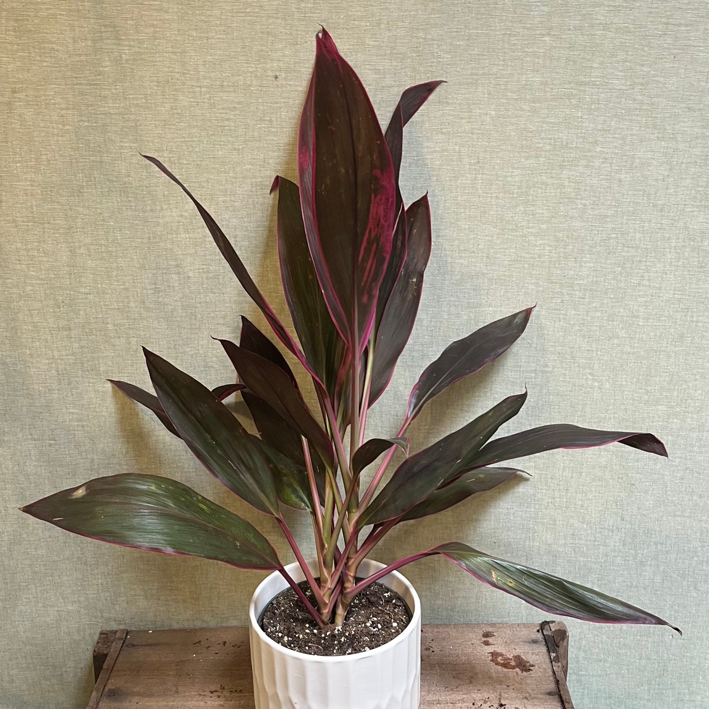 Cordyline