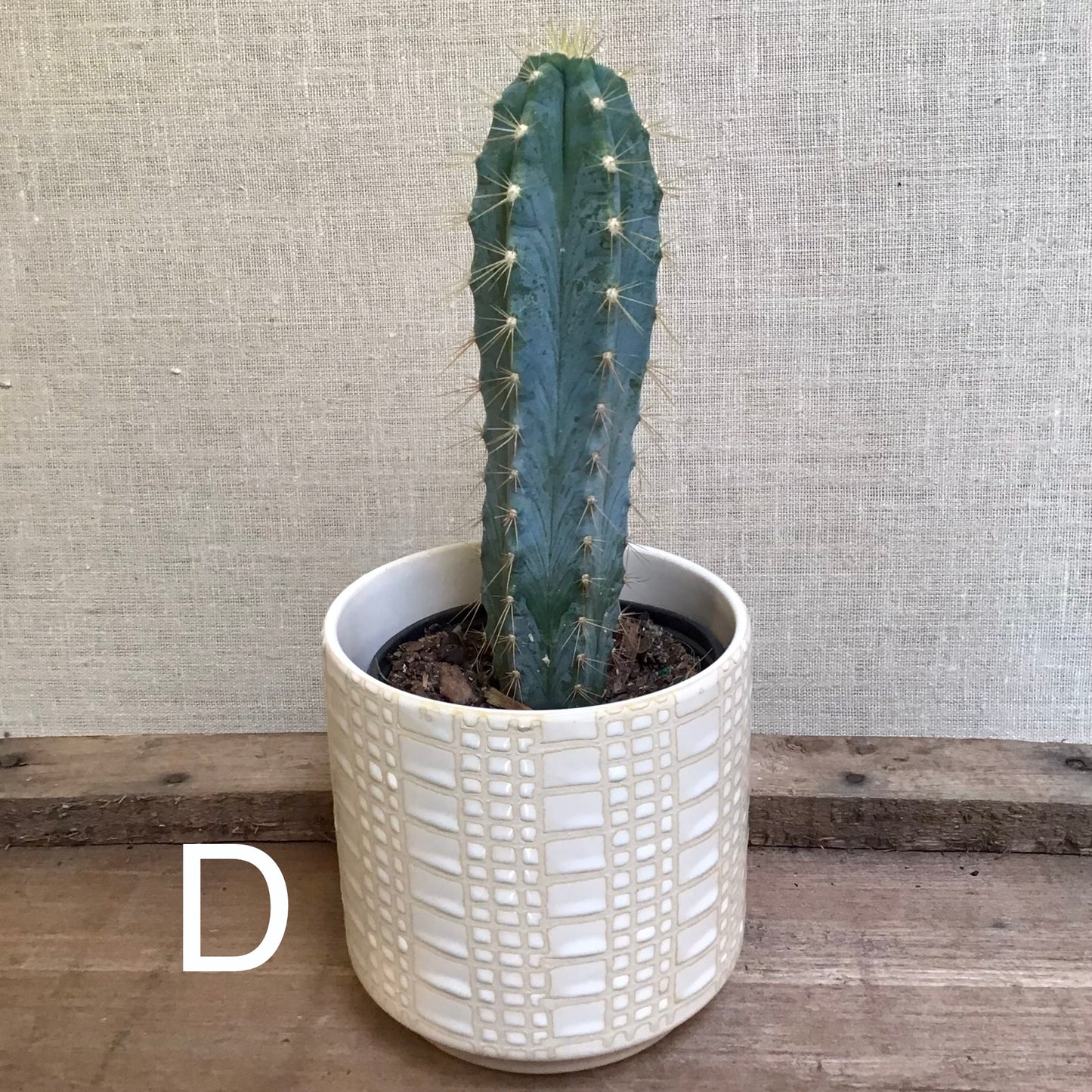 Assorted Cacti - 3.5” Pot