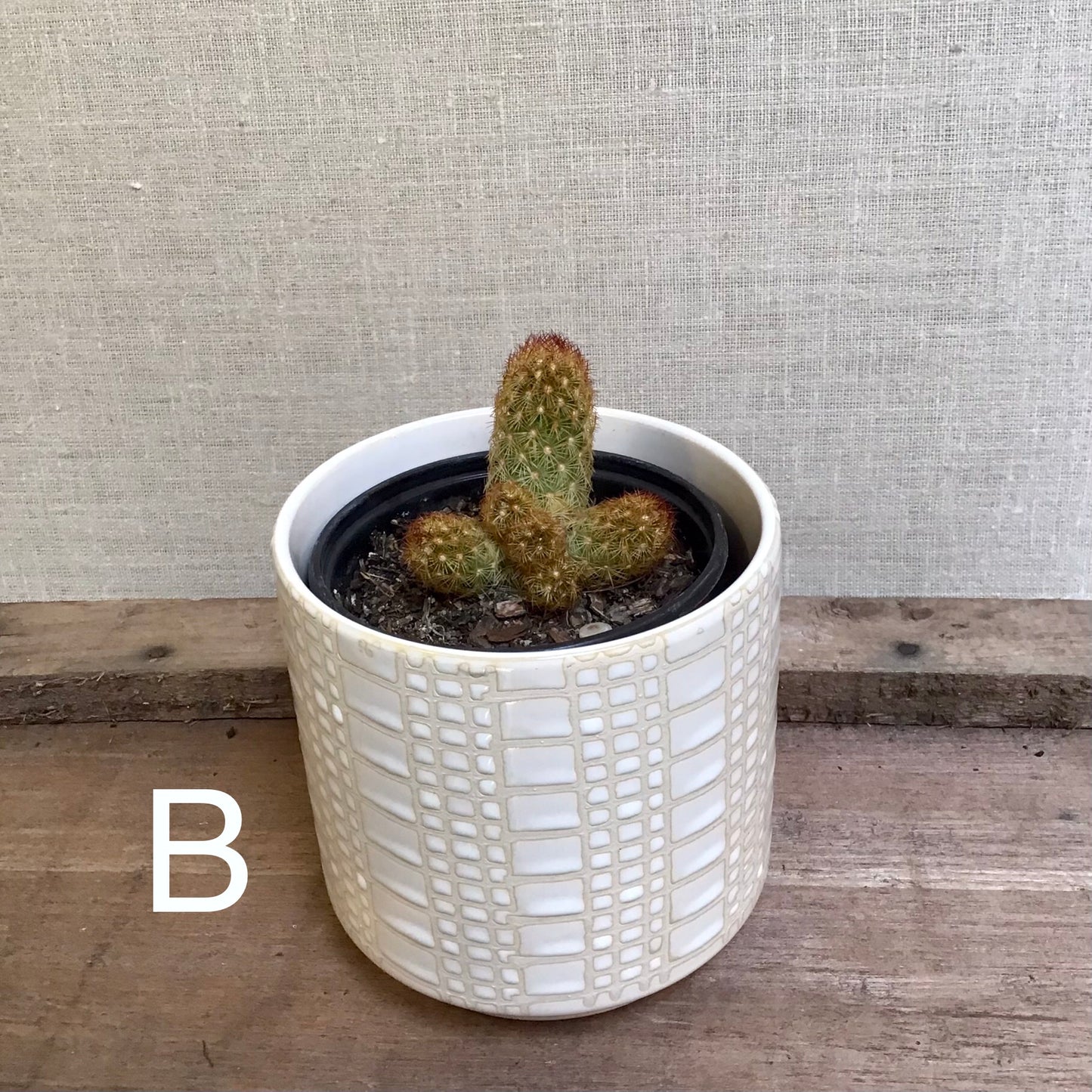Assorted Cacti - 3.5” Pot