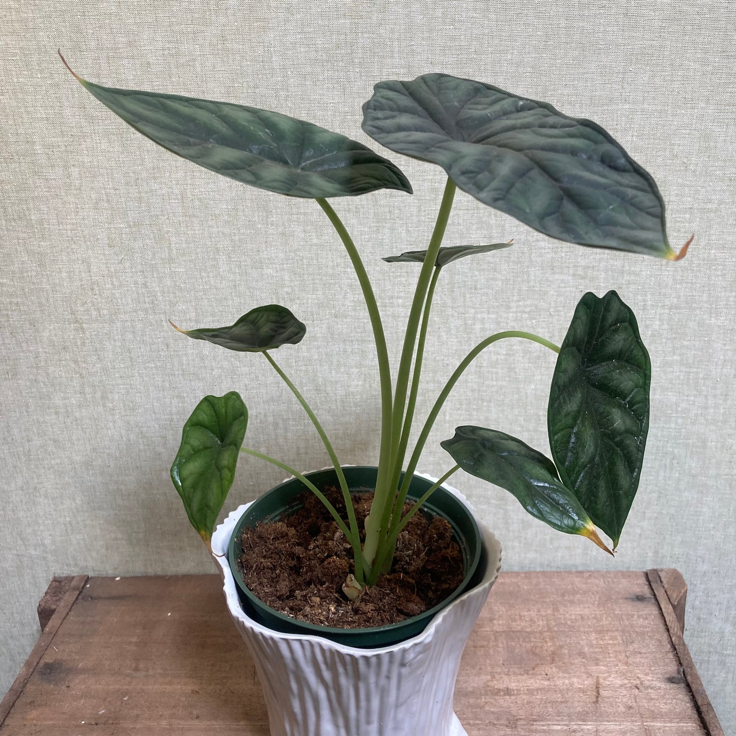 Alocasia - Dragon Scale