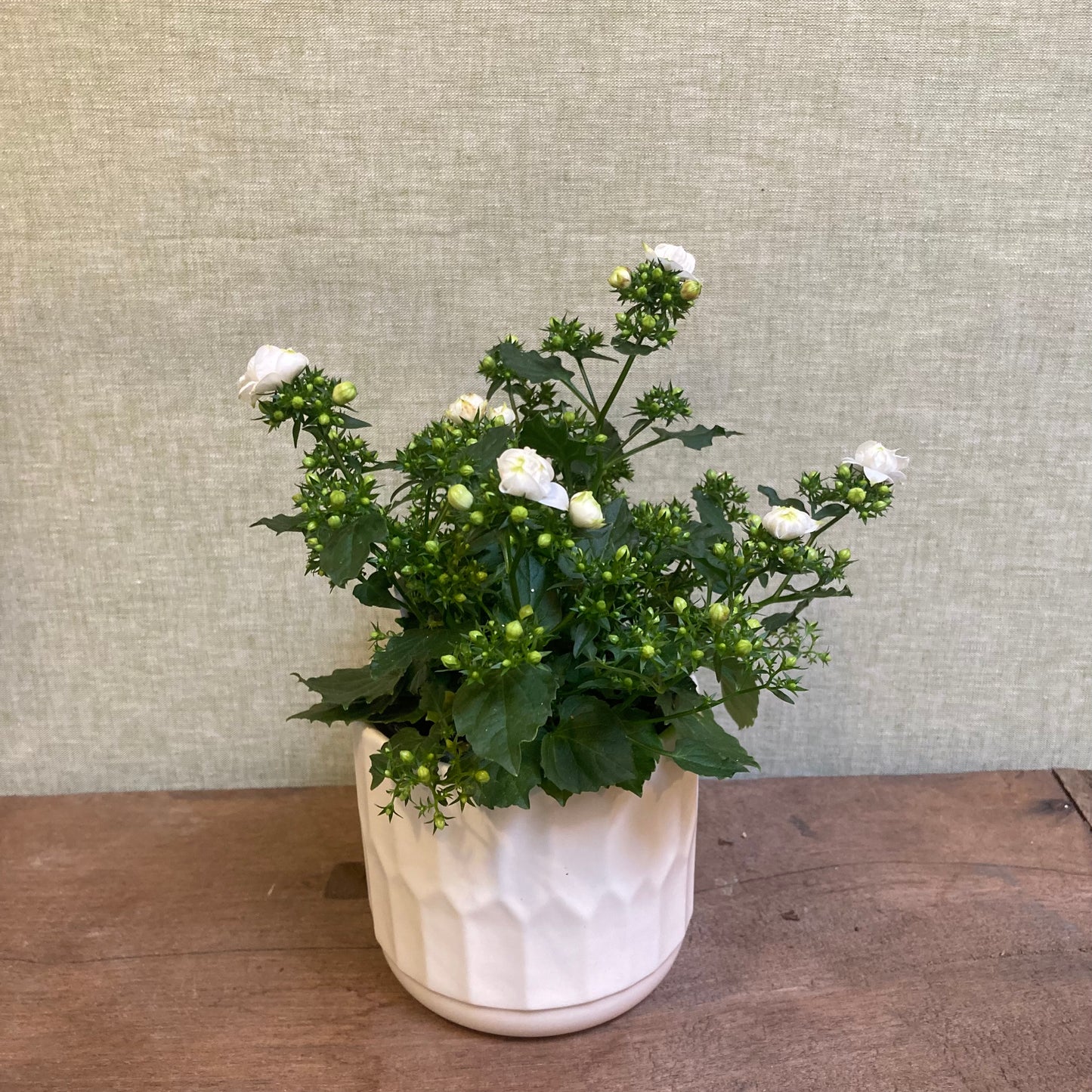 Flowering Campanula in 4” pot