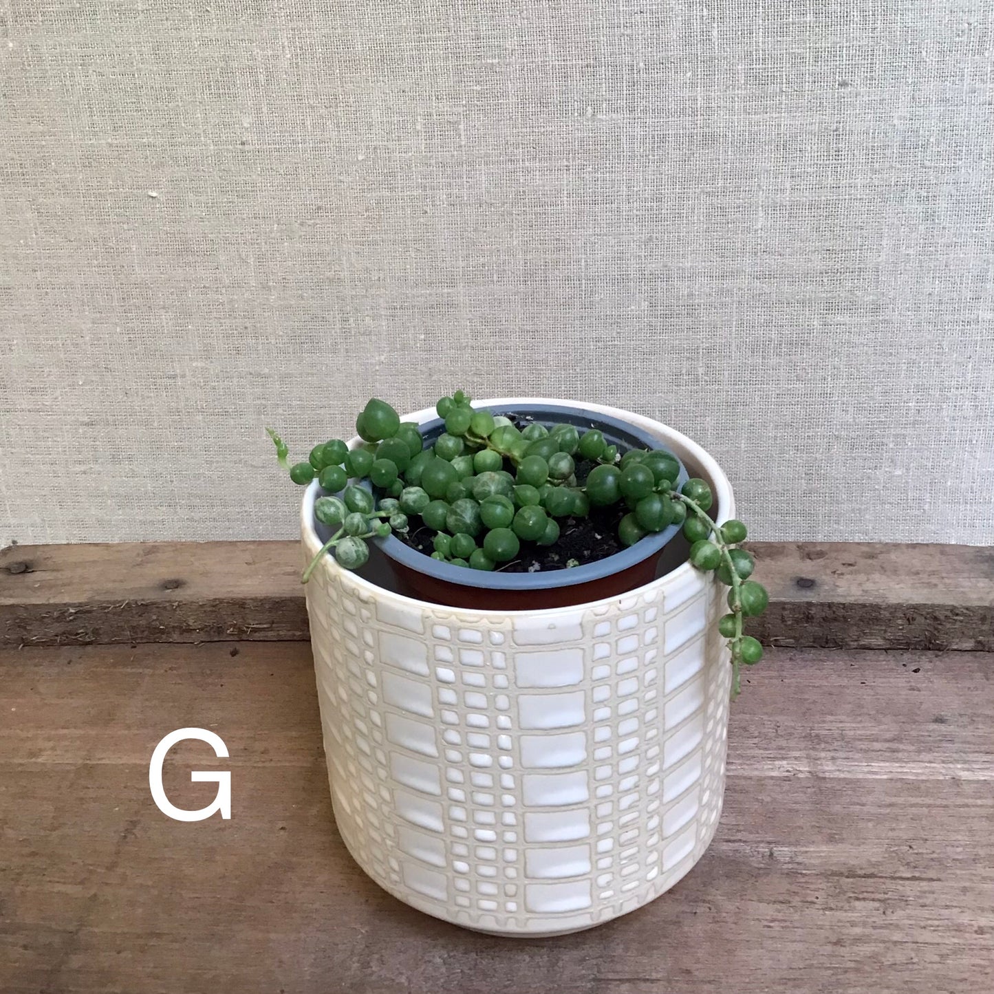 Assorted Succulents - 3.5” Pot