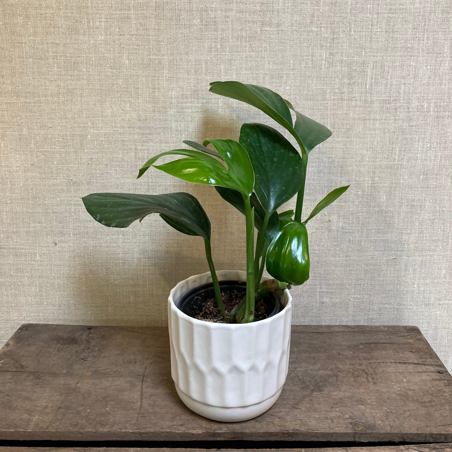 Pothos - Pinnatum Green