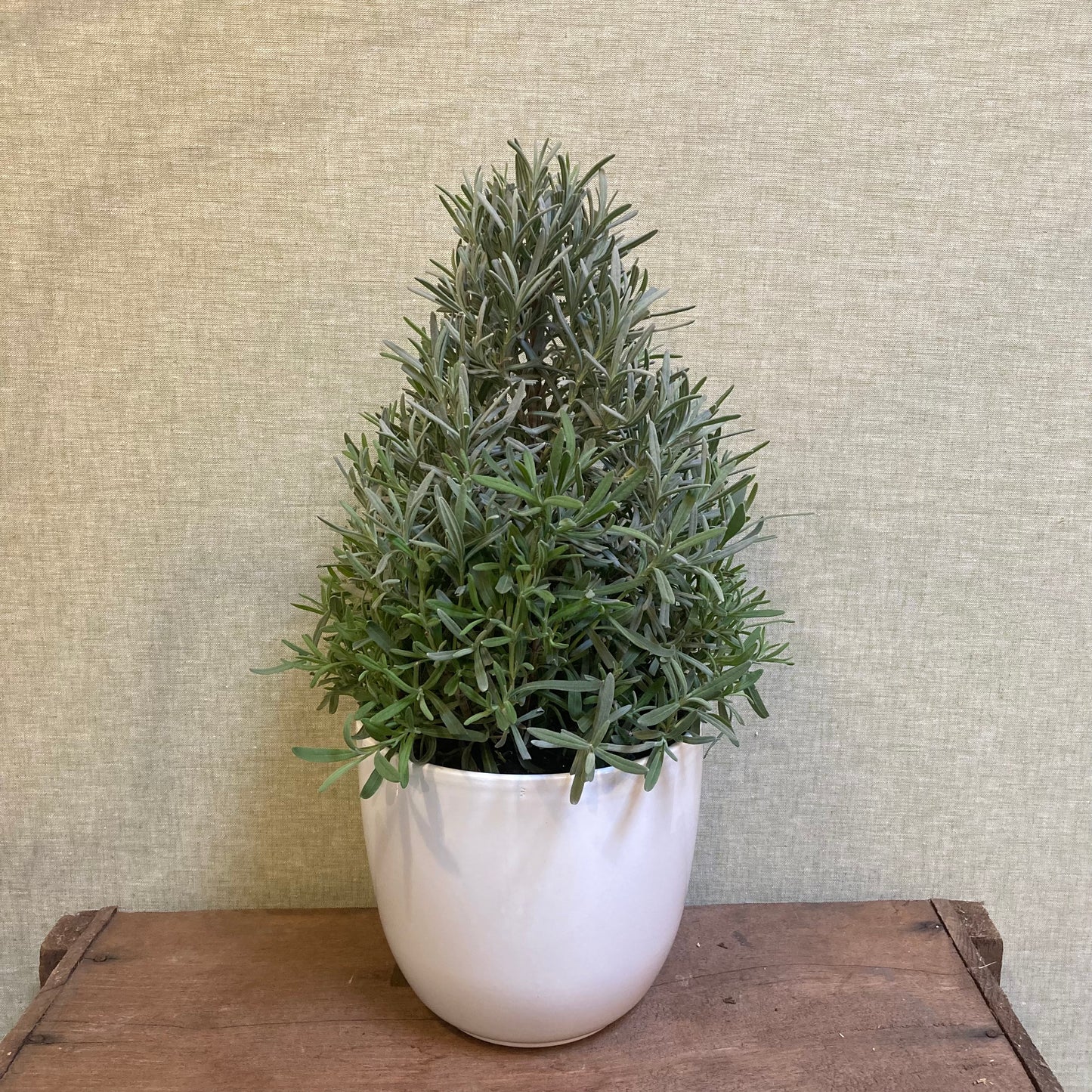 Lavender Tree