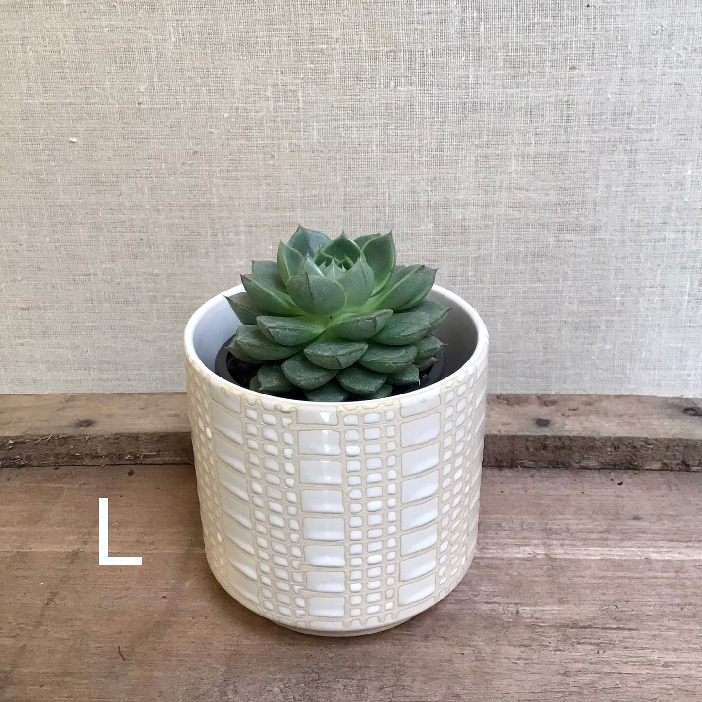 Assorted Succulents - 3.5” Pot