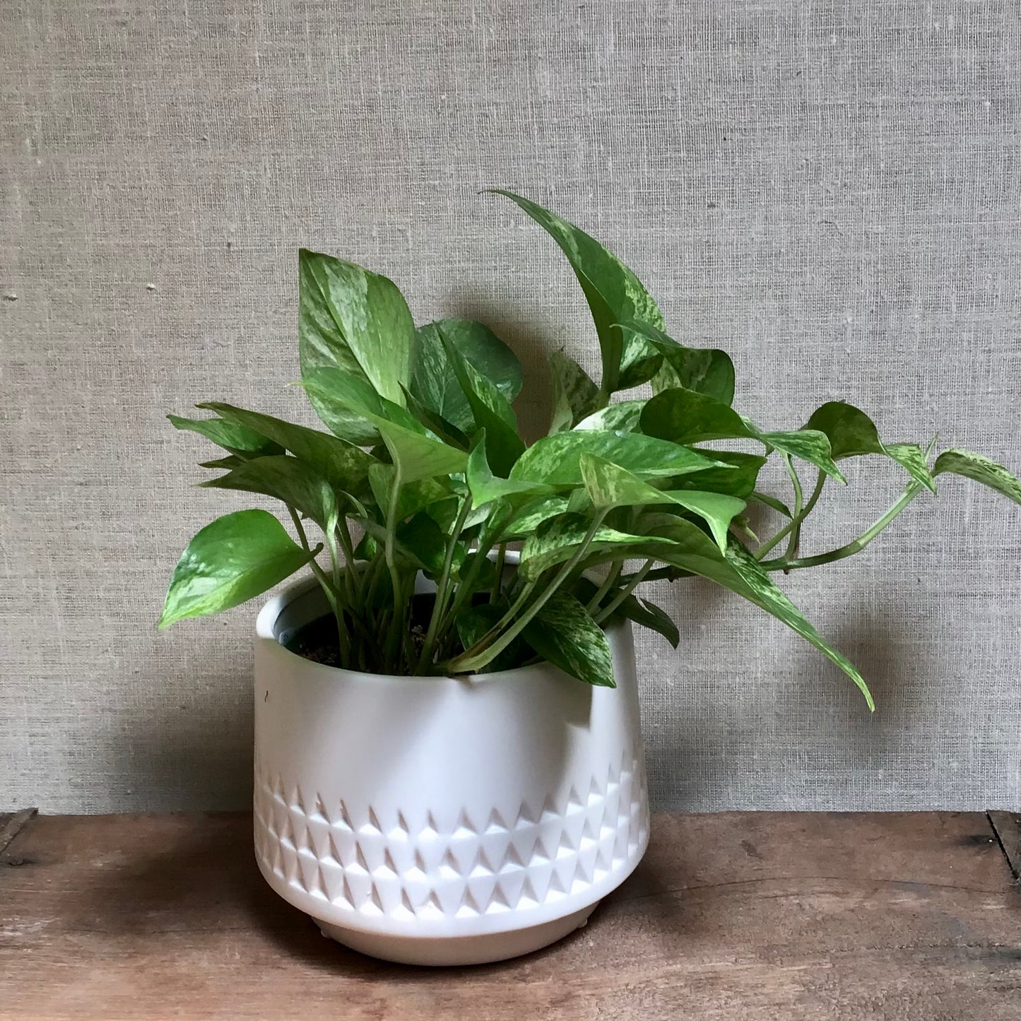 Pothos Marble Queen