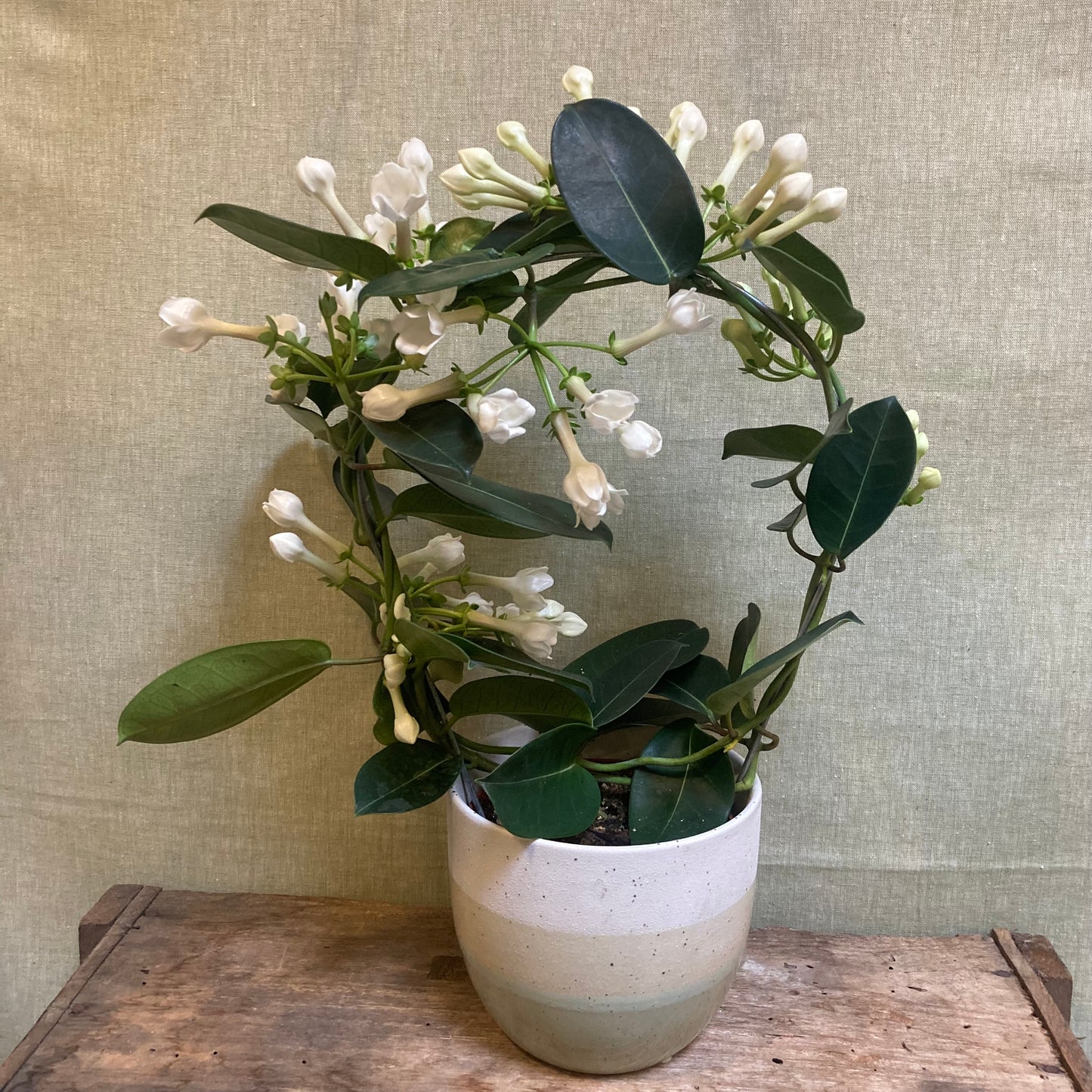 Stephanotis - 5"