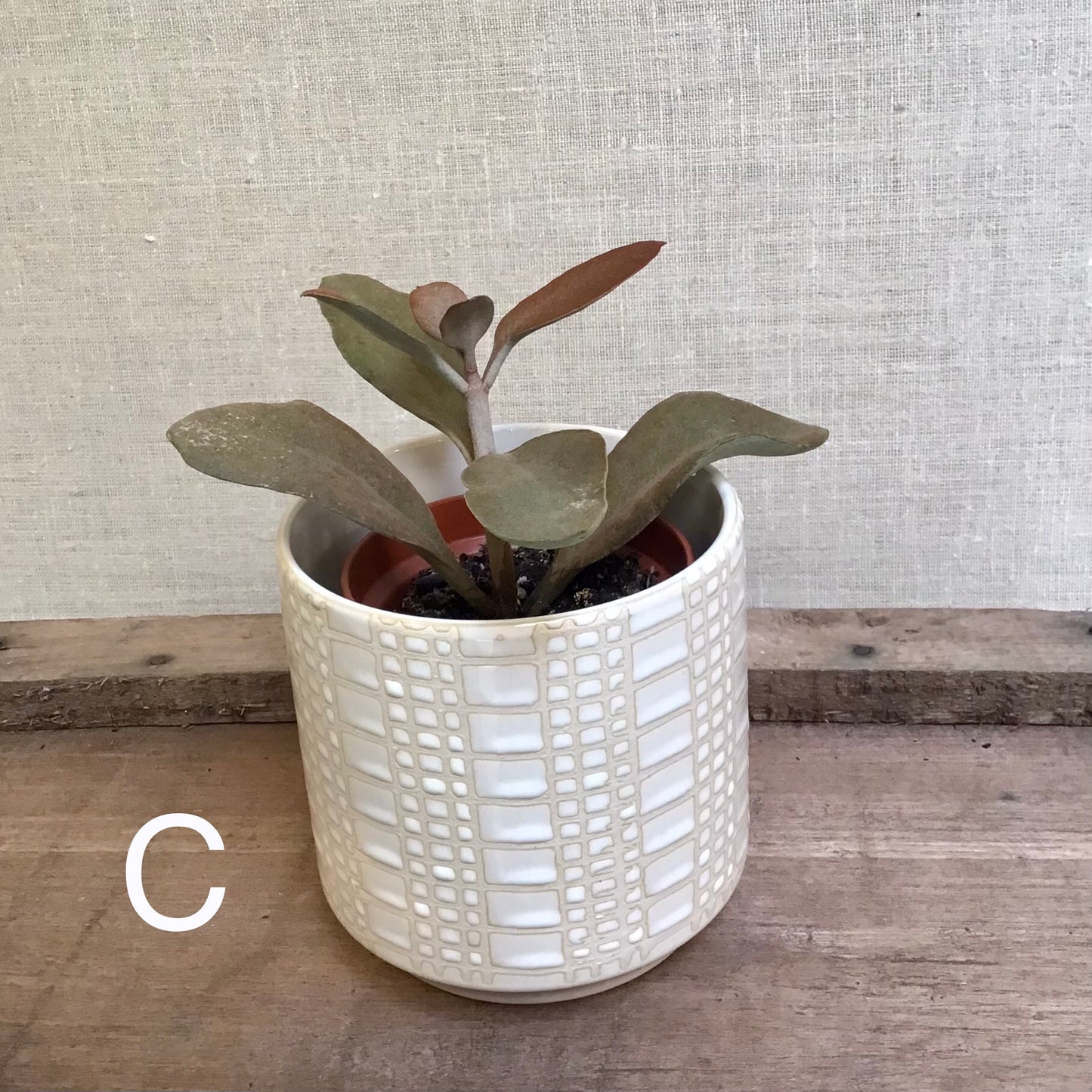 Assorted Succulents - 3.5” Pot