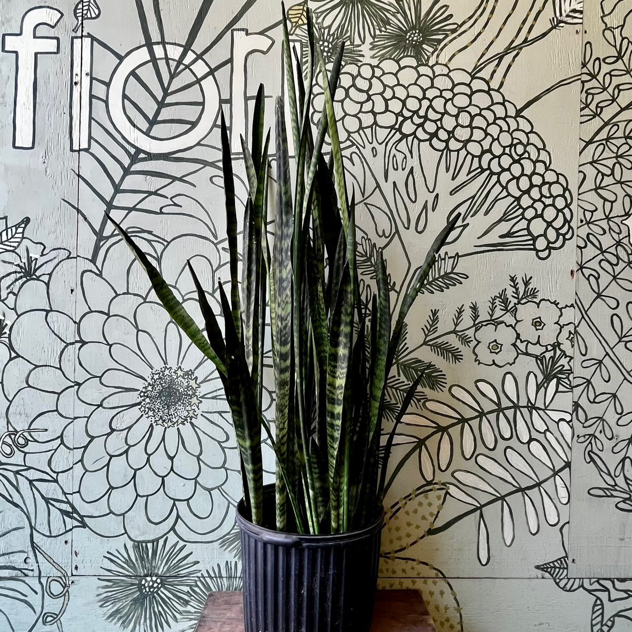 Snake plant (Sanseveria) - XL in 12” pot