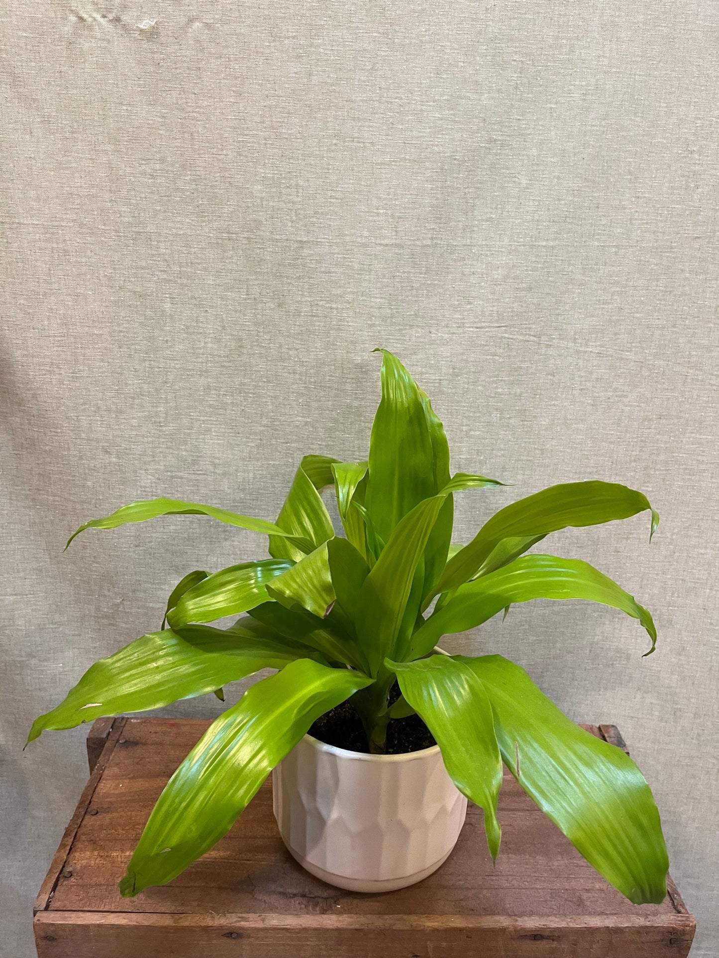 Dracaena - Limelight