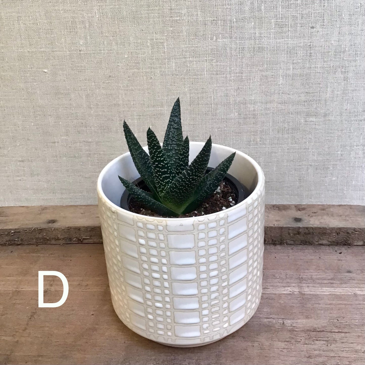 Assorted Succulents - 3.5” Pot