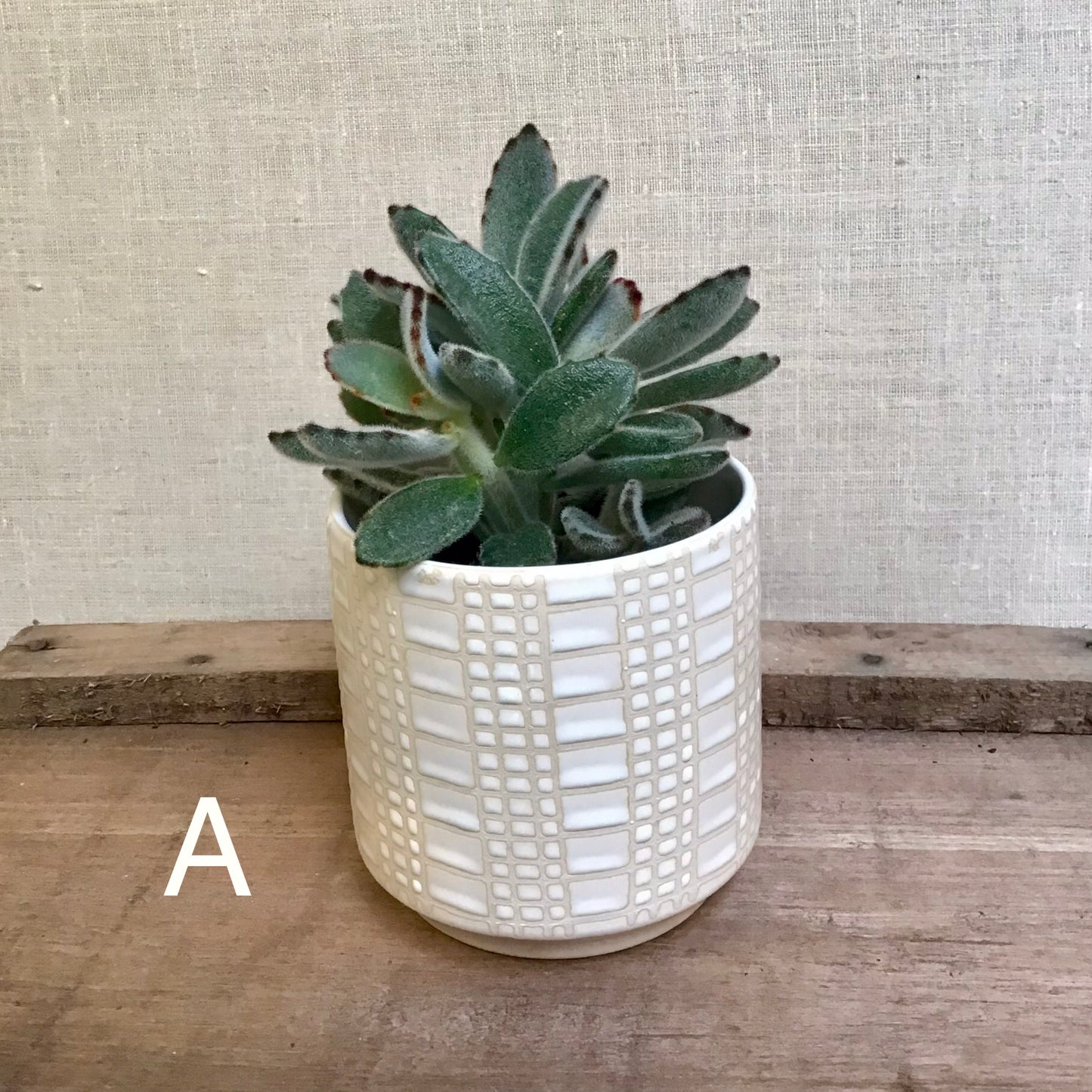 Assorted Succulents - 3.5” Pot