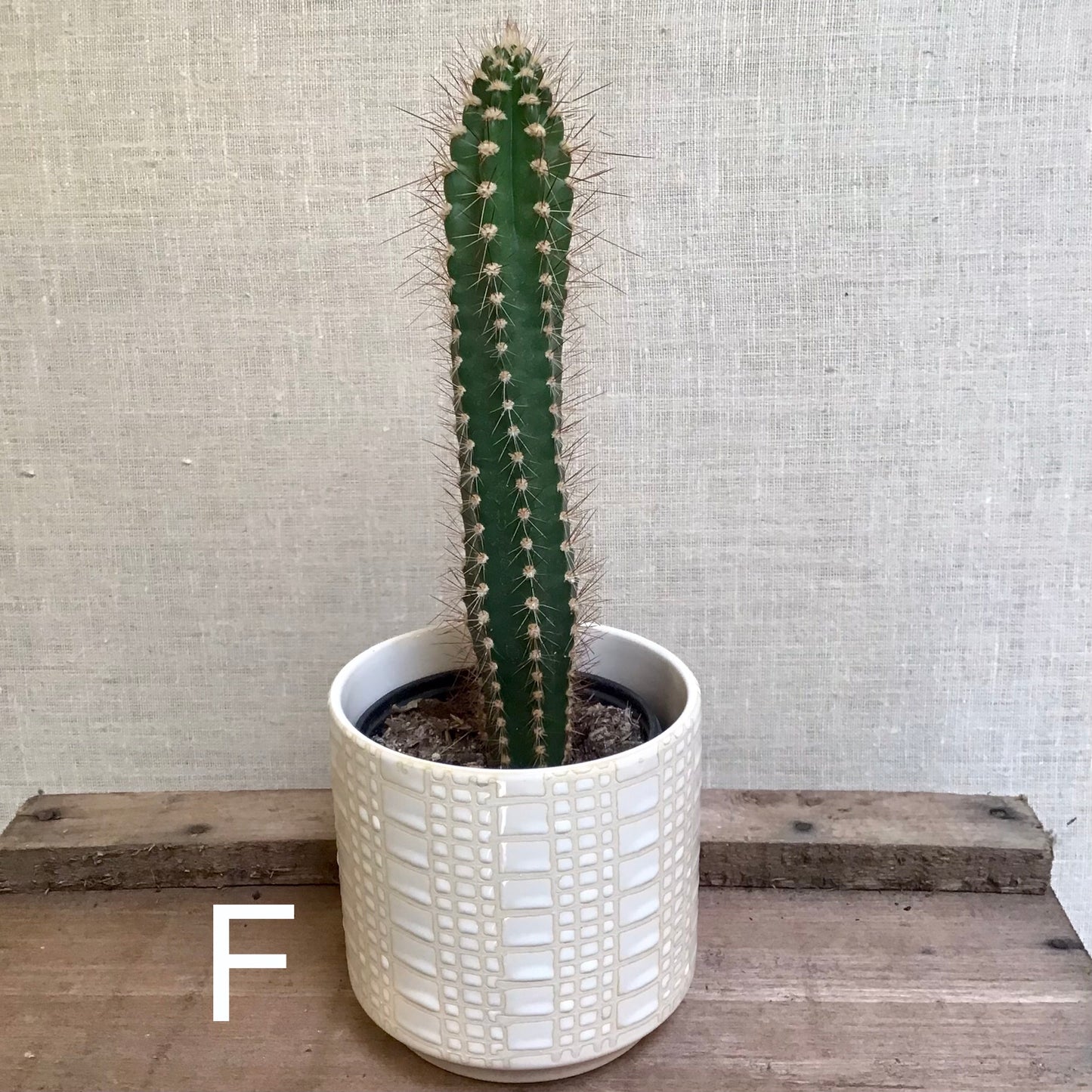 Assorted Cacti - 3.5” Pot