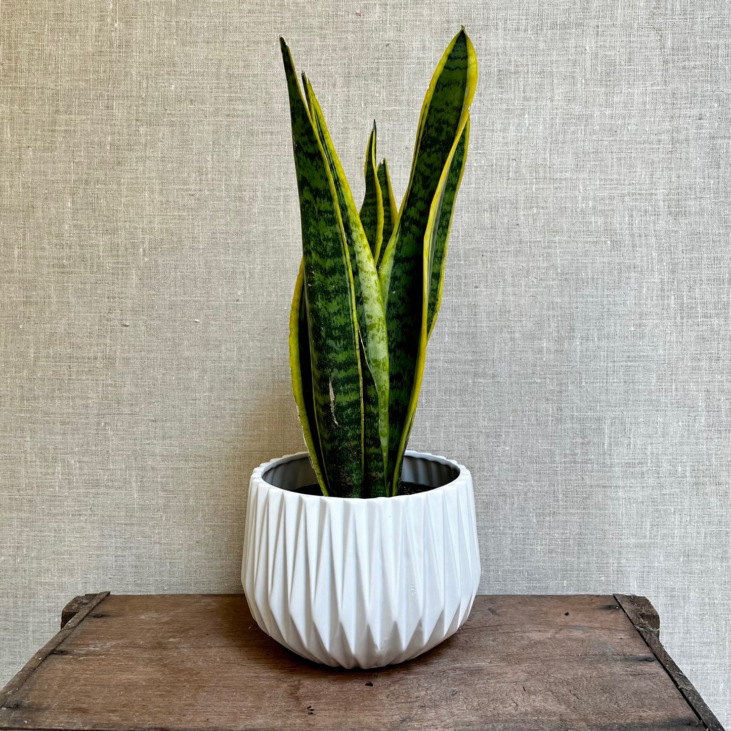 Snake Plant (Sanseveria) - 6"
