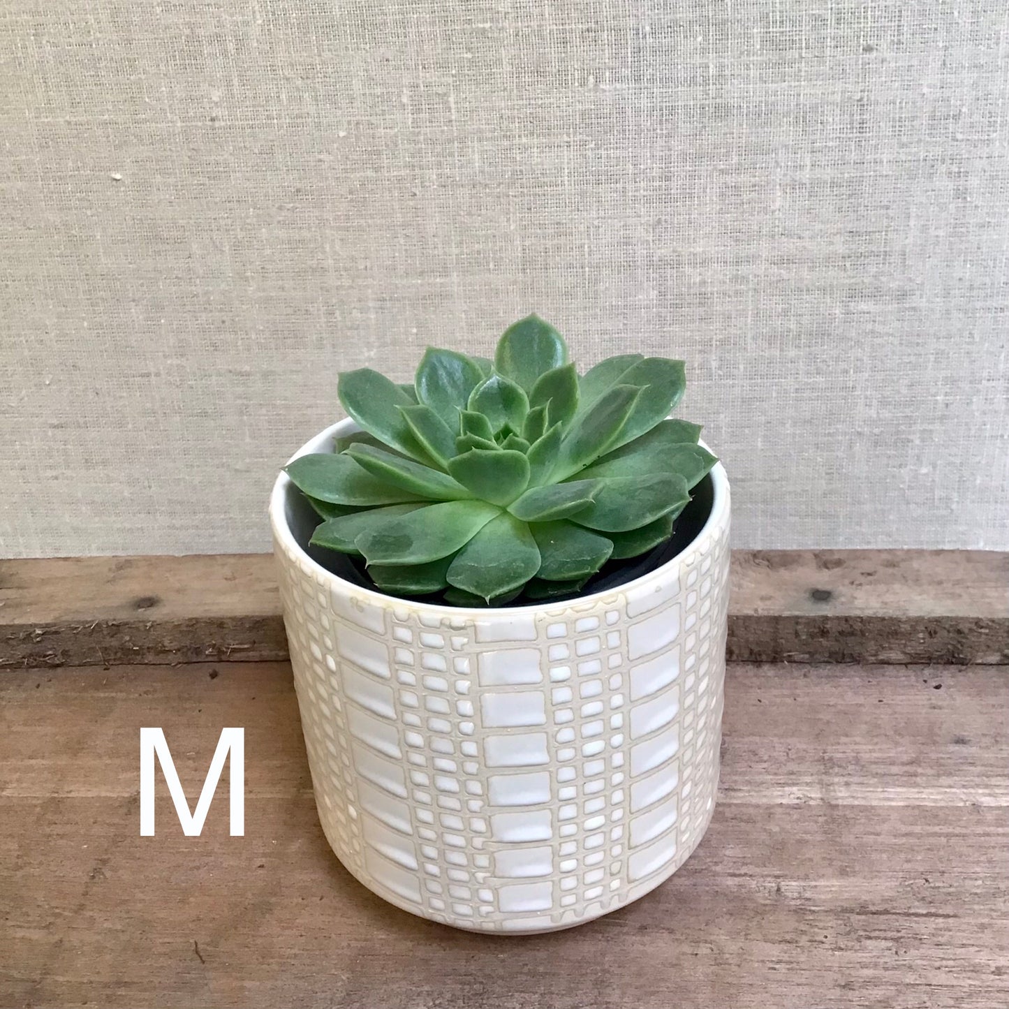 Assorted Succulents - 3.5” Pot