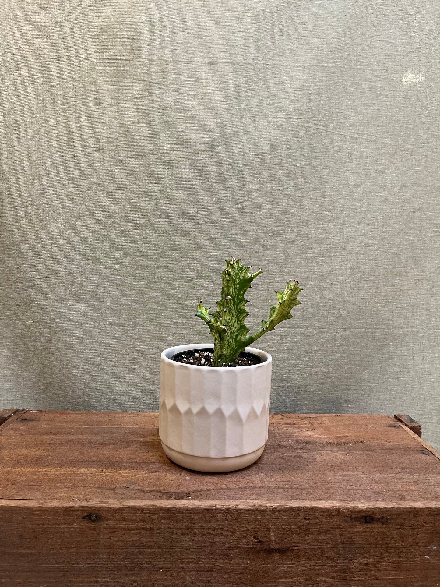 Euphorbia Trigona- 3.5"