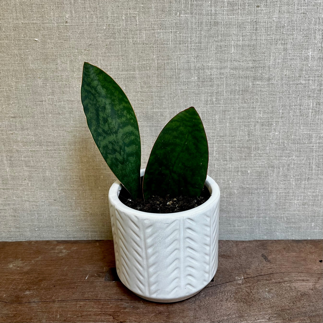 Shark Fin Snake Plant- 3.5"