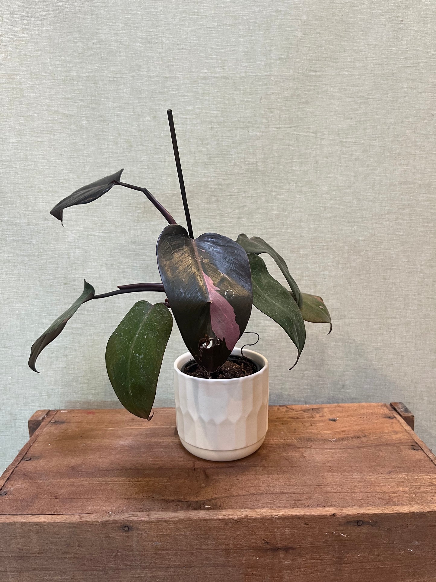 Philodendron - Pink Princess