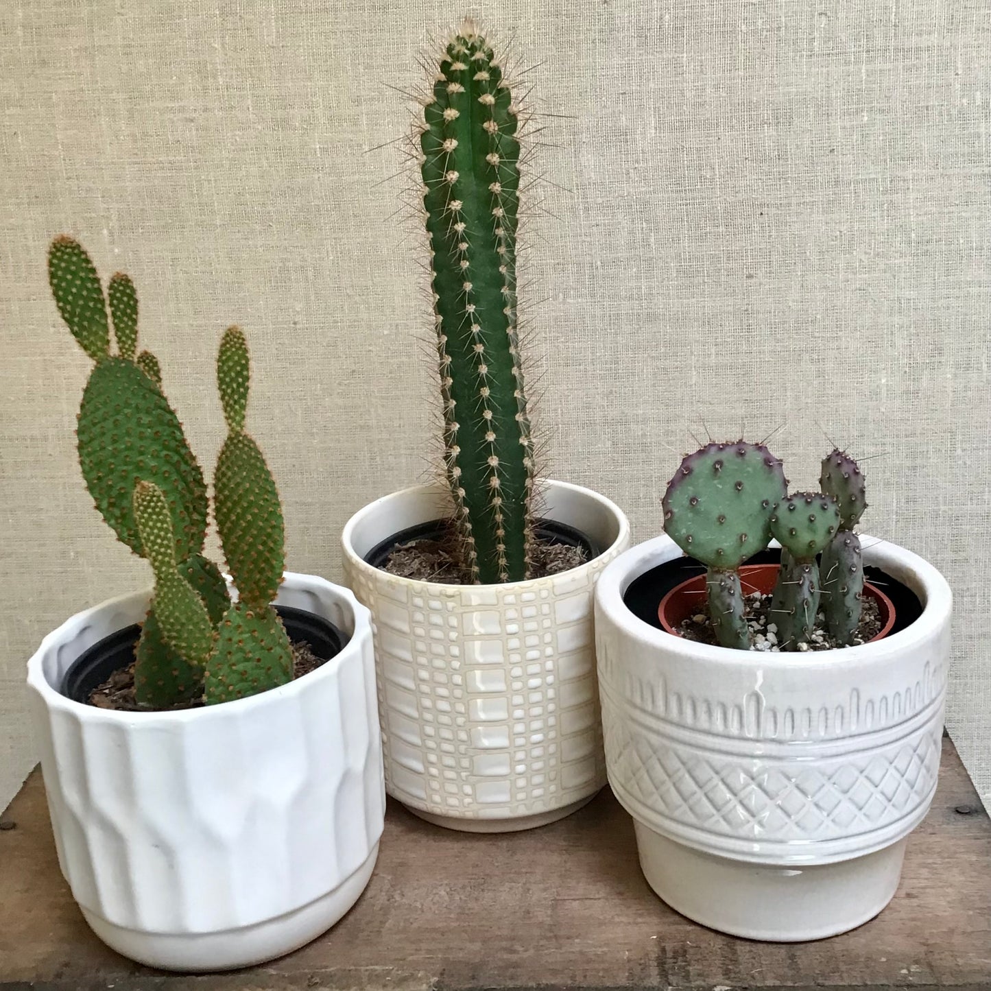 Assorted Cacti - 3.5” Pot