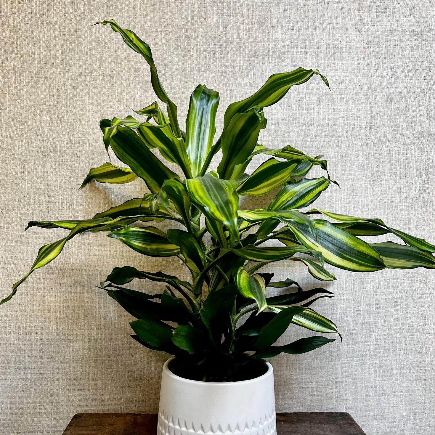 dracaena lemon lime black leaves Dracaena
