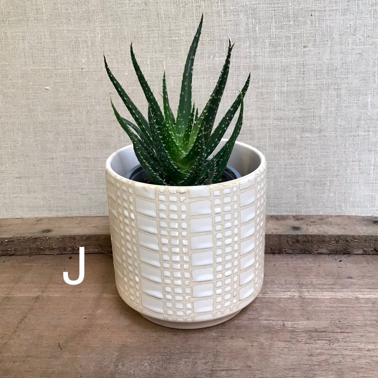 Assorted Succulents - 3.5” Pot