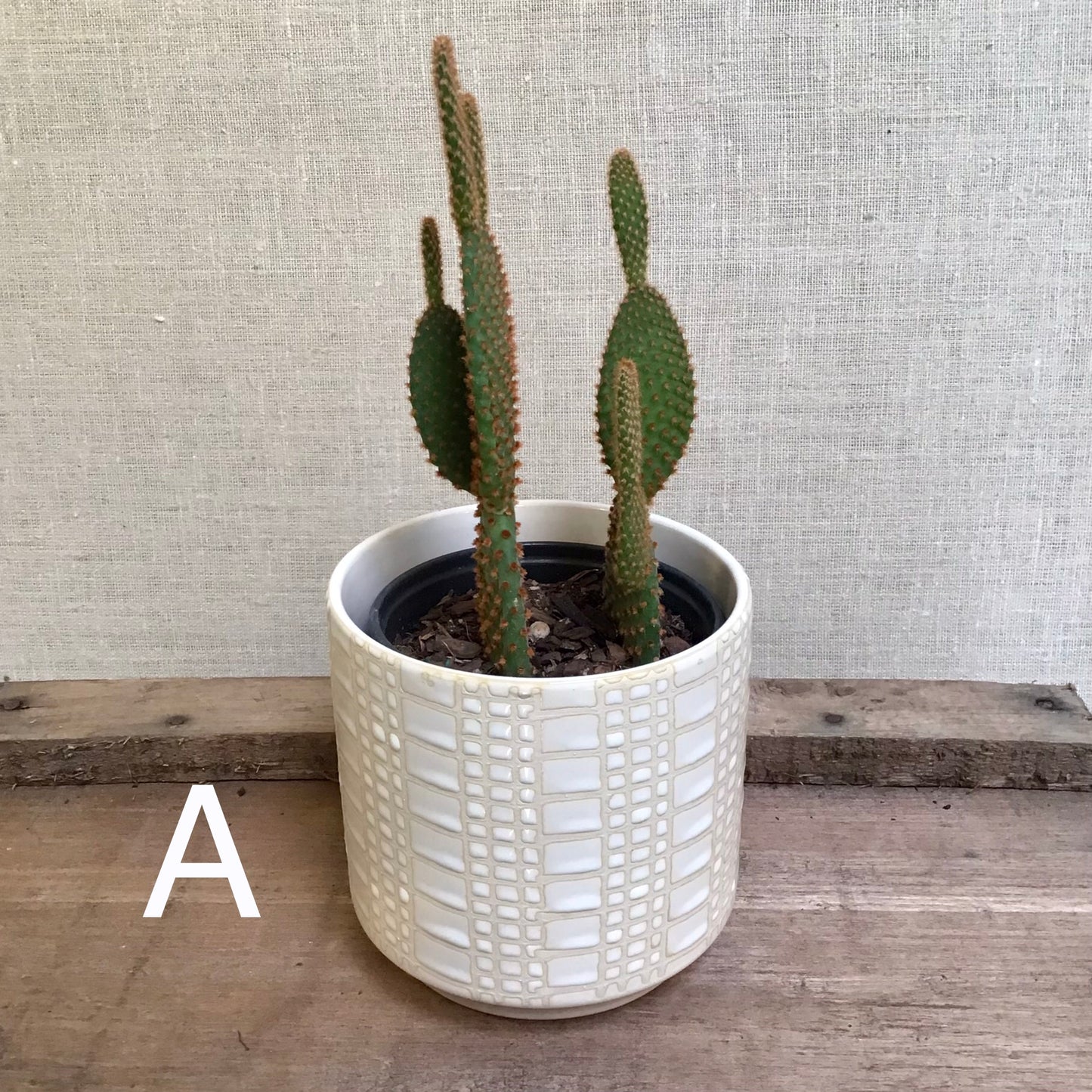 Assorted Cacti - 3.5” Pot