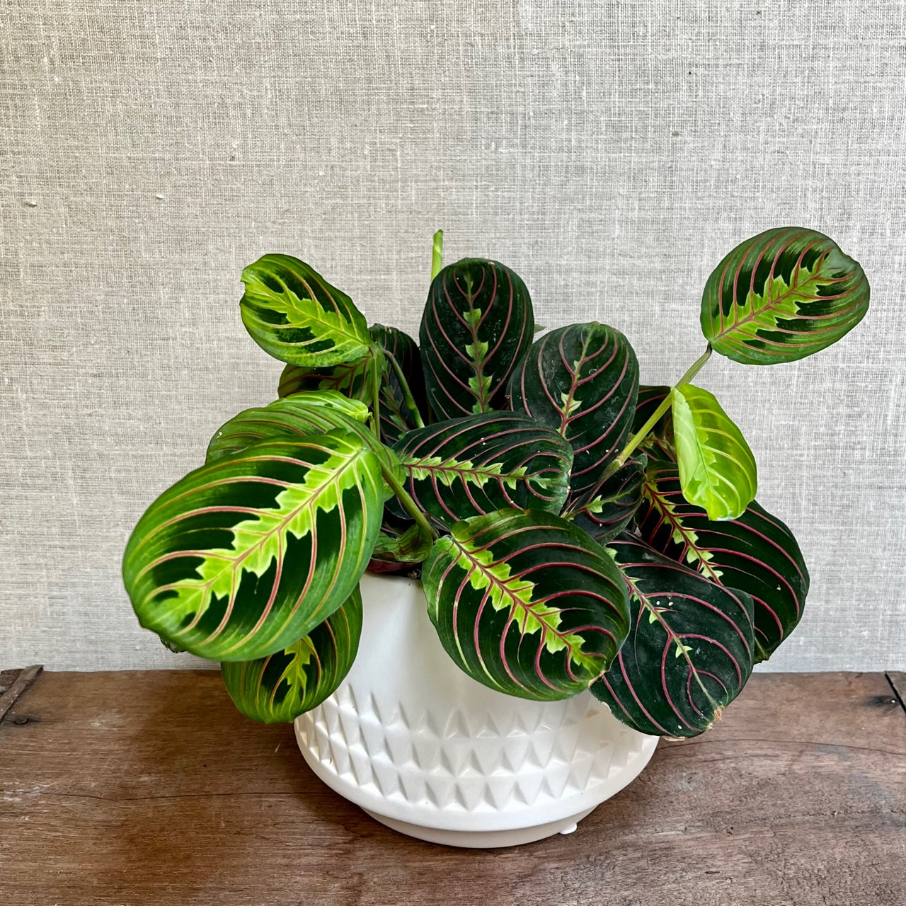 Prayer plant - Red