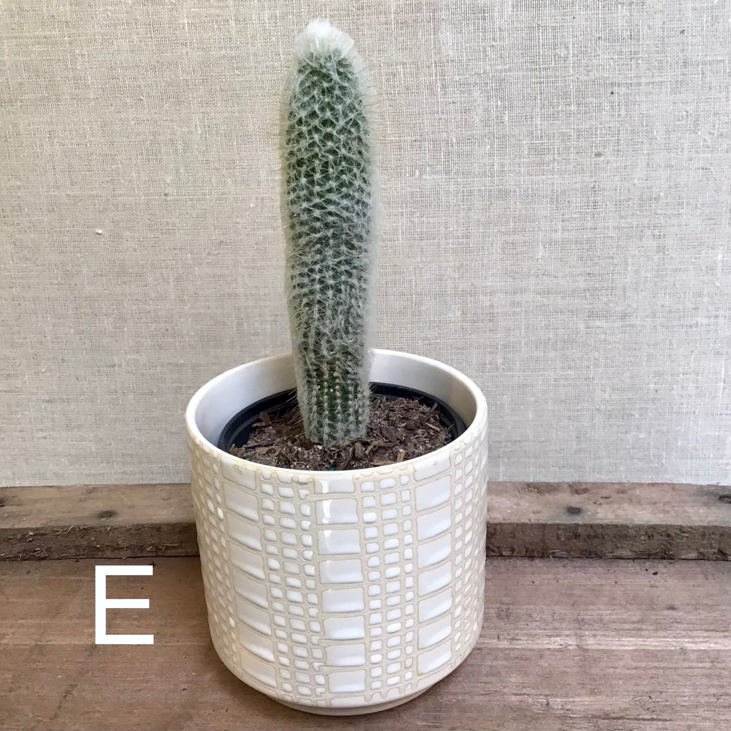 Assorted Cacti - 3.5” Pot