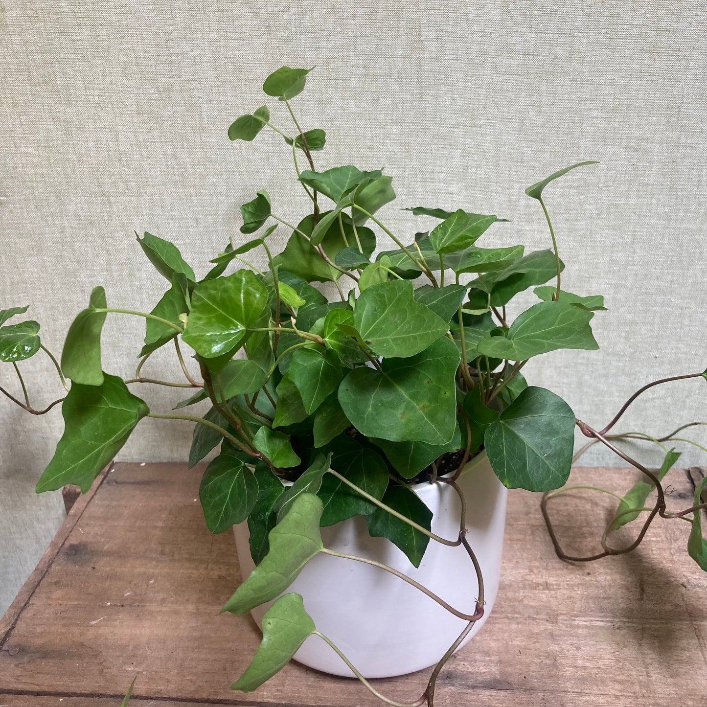 Ivy - Montgomery 6"