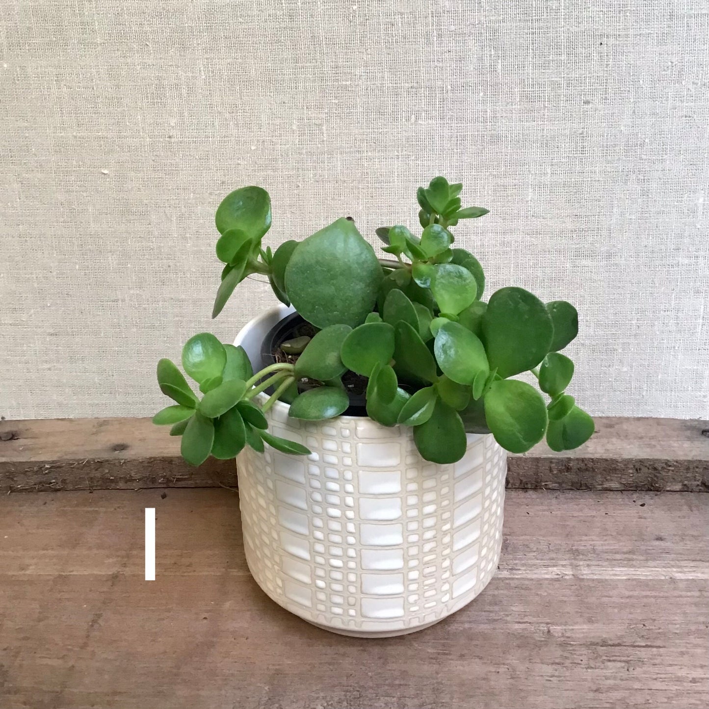 Assorted Succulents - 3.5” Pot