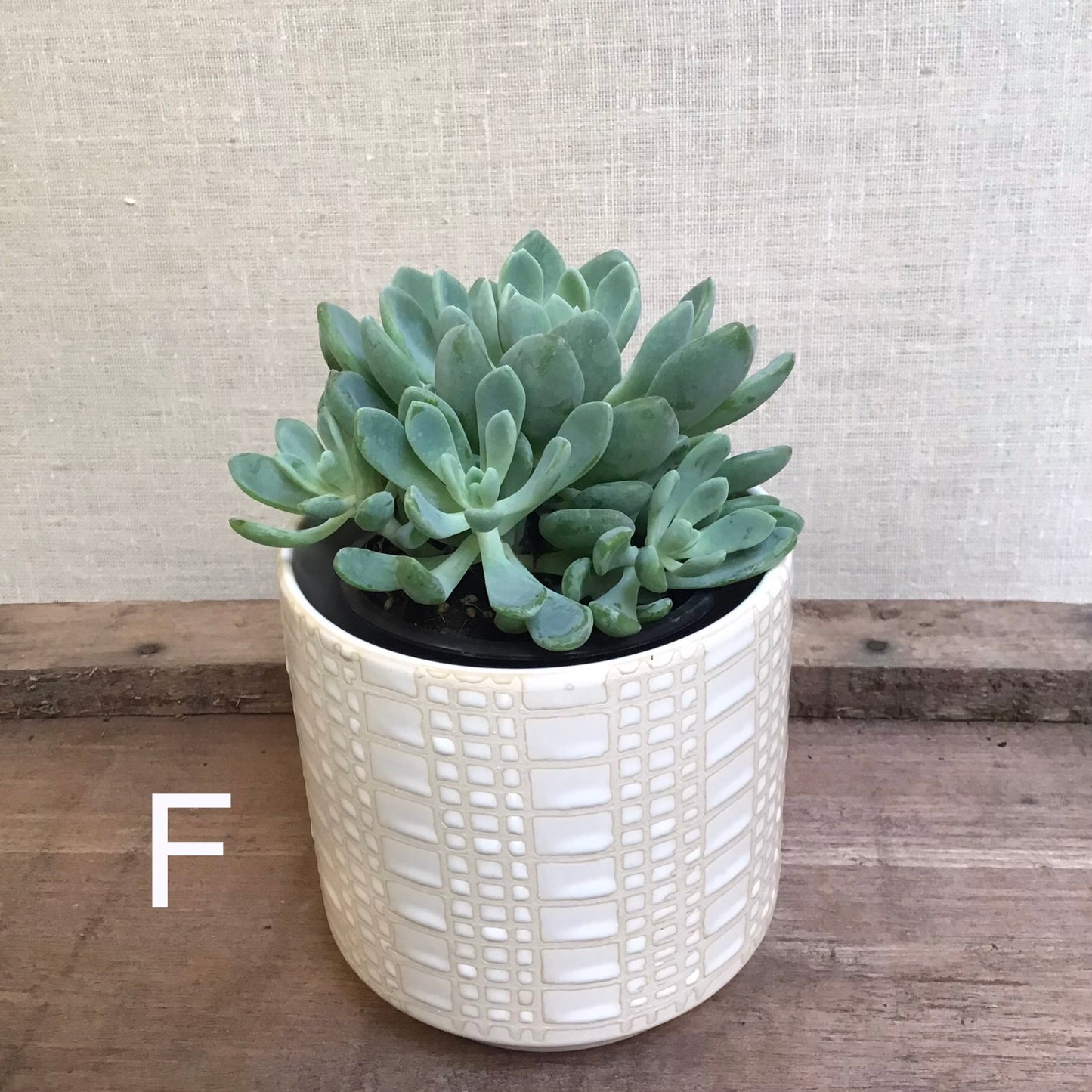 Assorted Succulents - 3.5” Pot