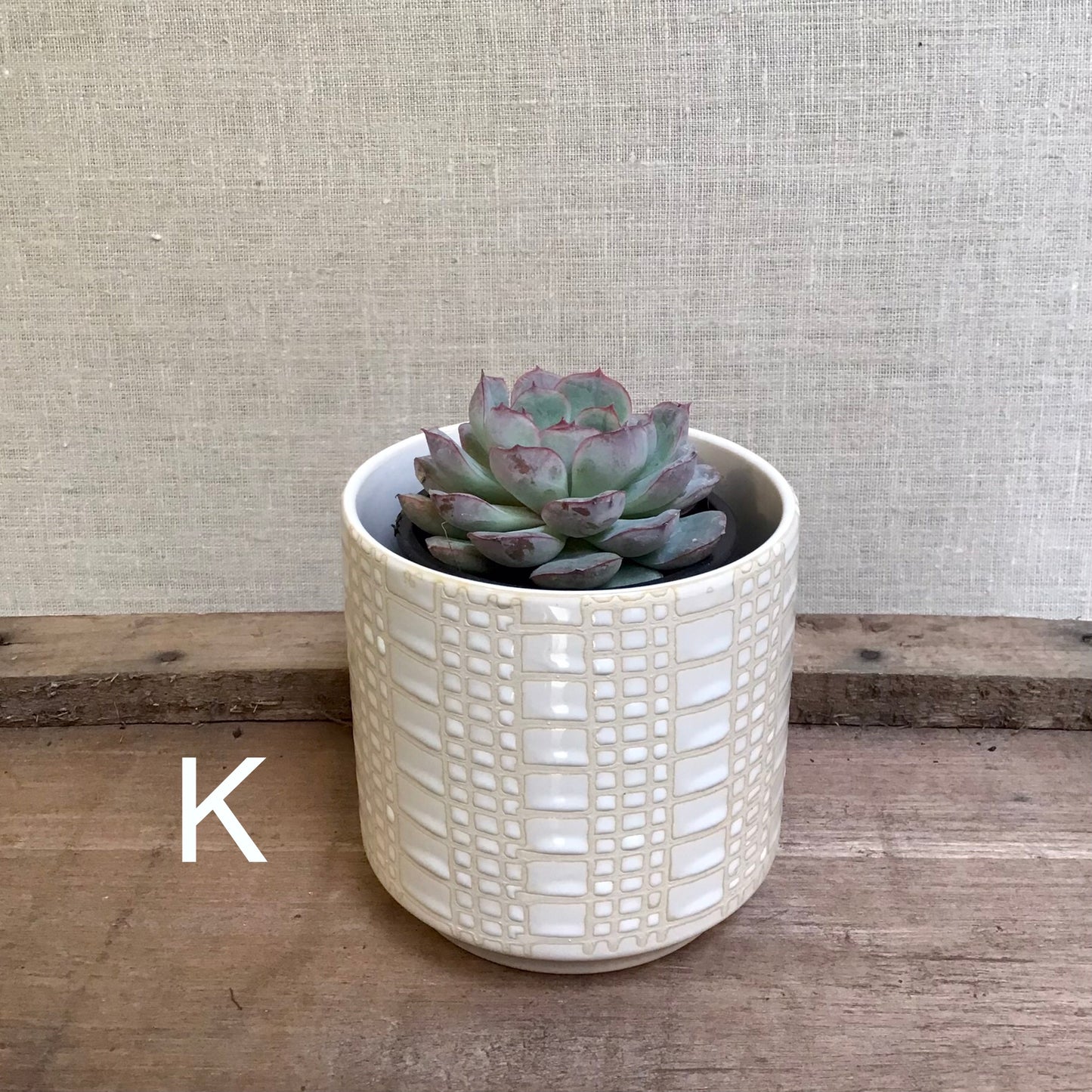 Assorted Succulents - 3.5” Pot
