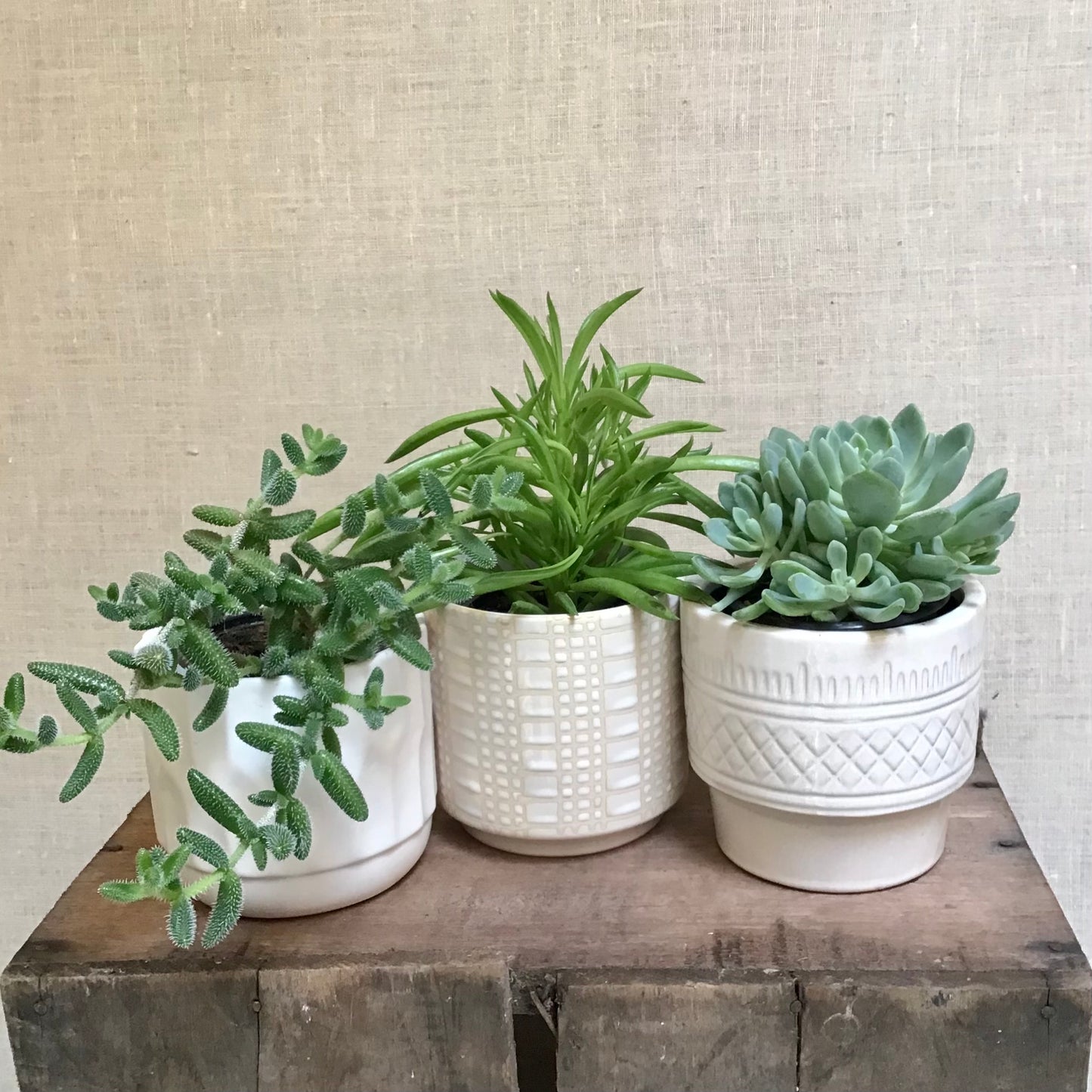 Assorted Succulents - 3.5” Pot