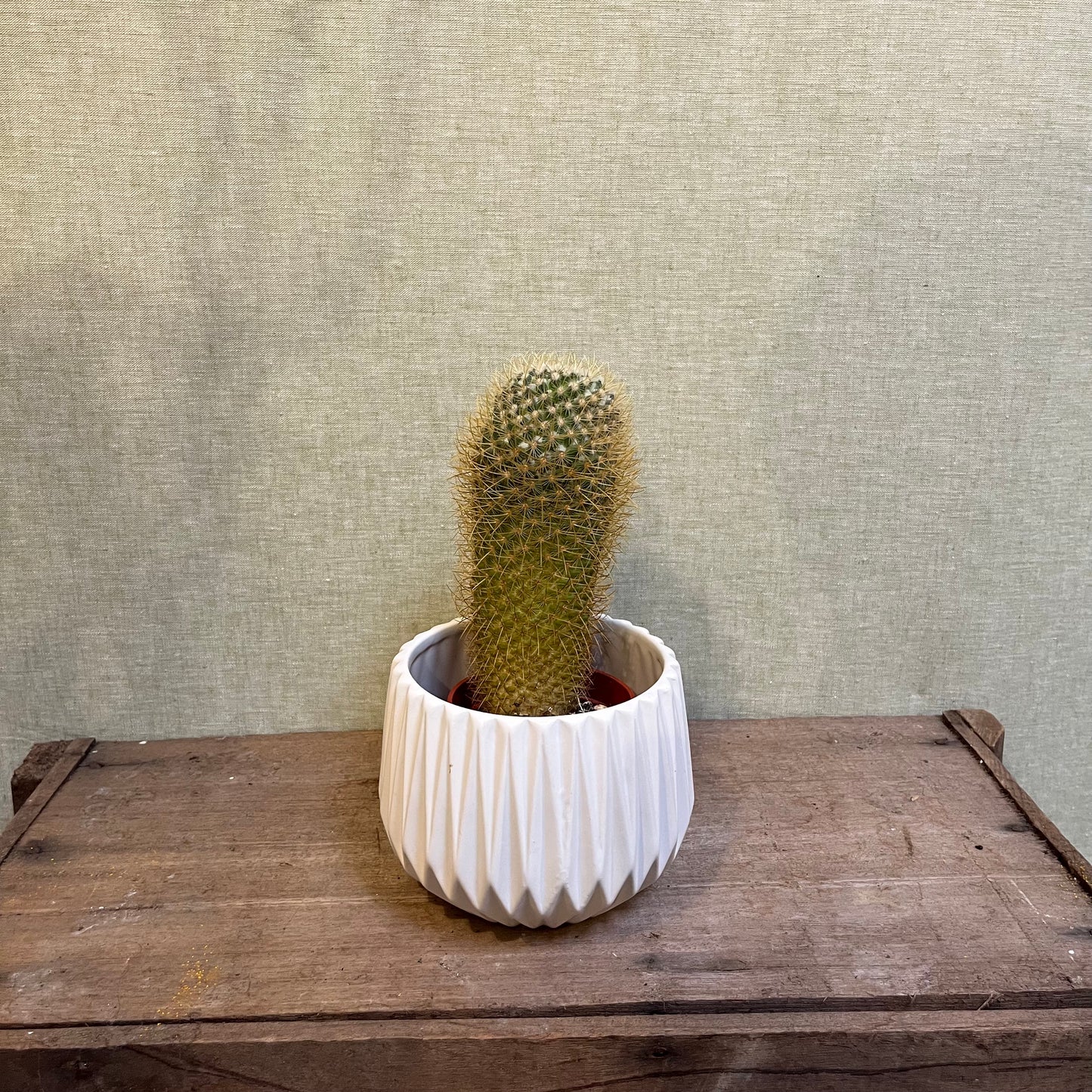 Medium Cactus - 3.25"