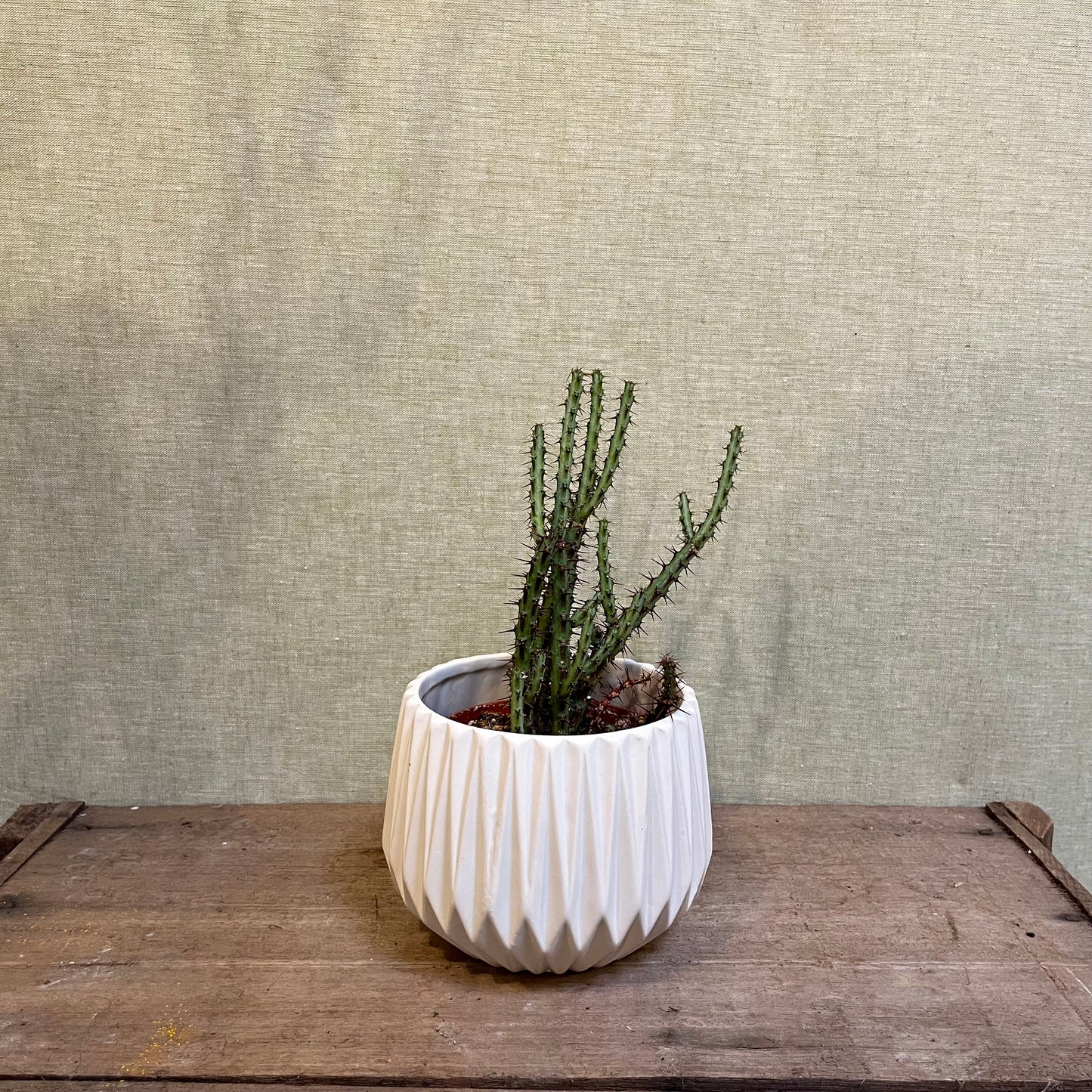 Euphorbia Aeruginosa- 3.25"