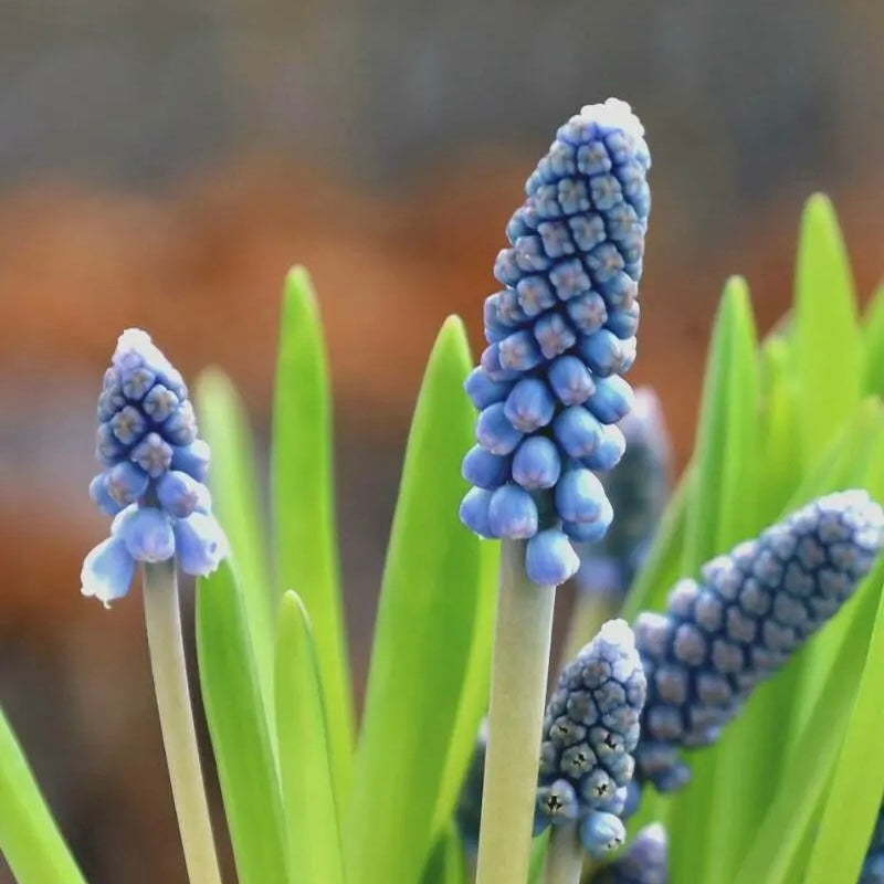 Spring Bulbs in 4” pot