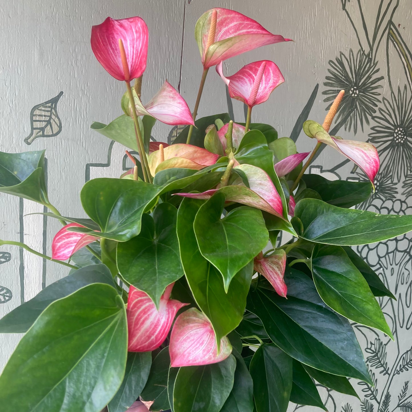 Anthurium XL 8" pot