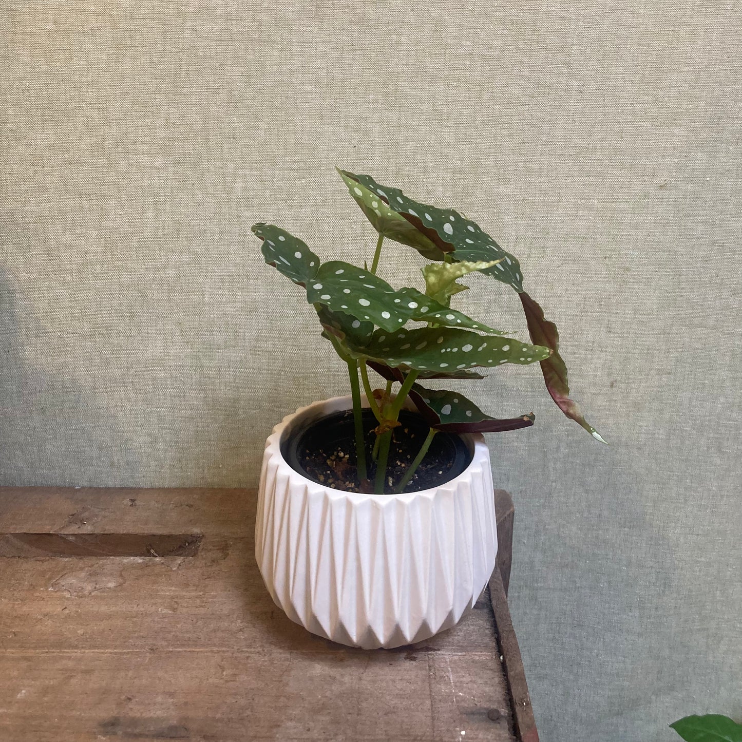 Begonia Maculata 4”