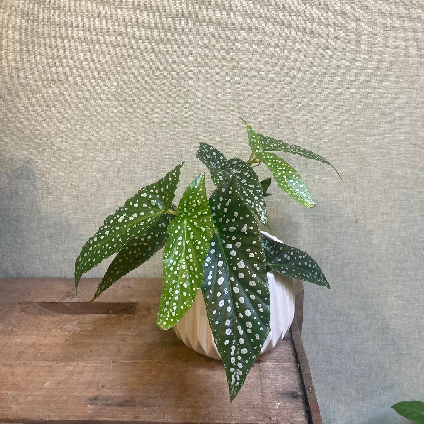 Begonia Maculata 4”