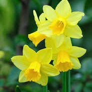Spring Bulbs in 4” pot