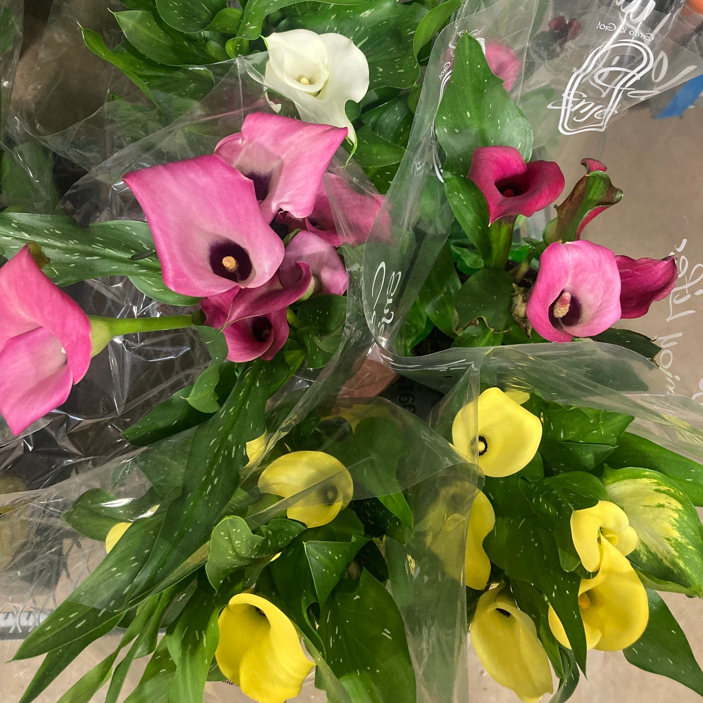 Calla Lily - 6" pot