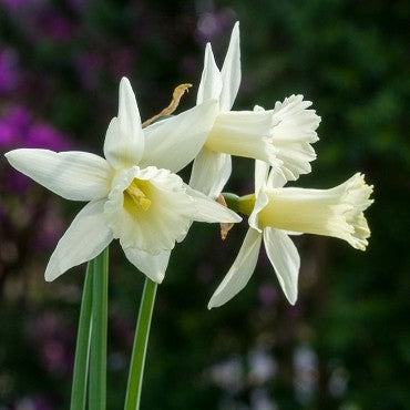 Spring Bulbs in 4” pot