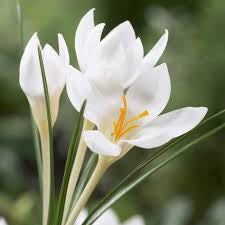 Spring Bulbs in 4” pot