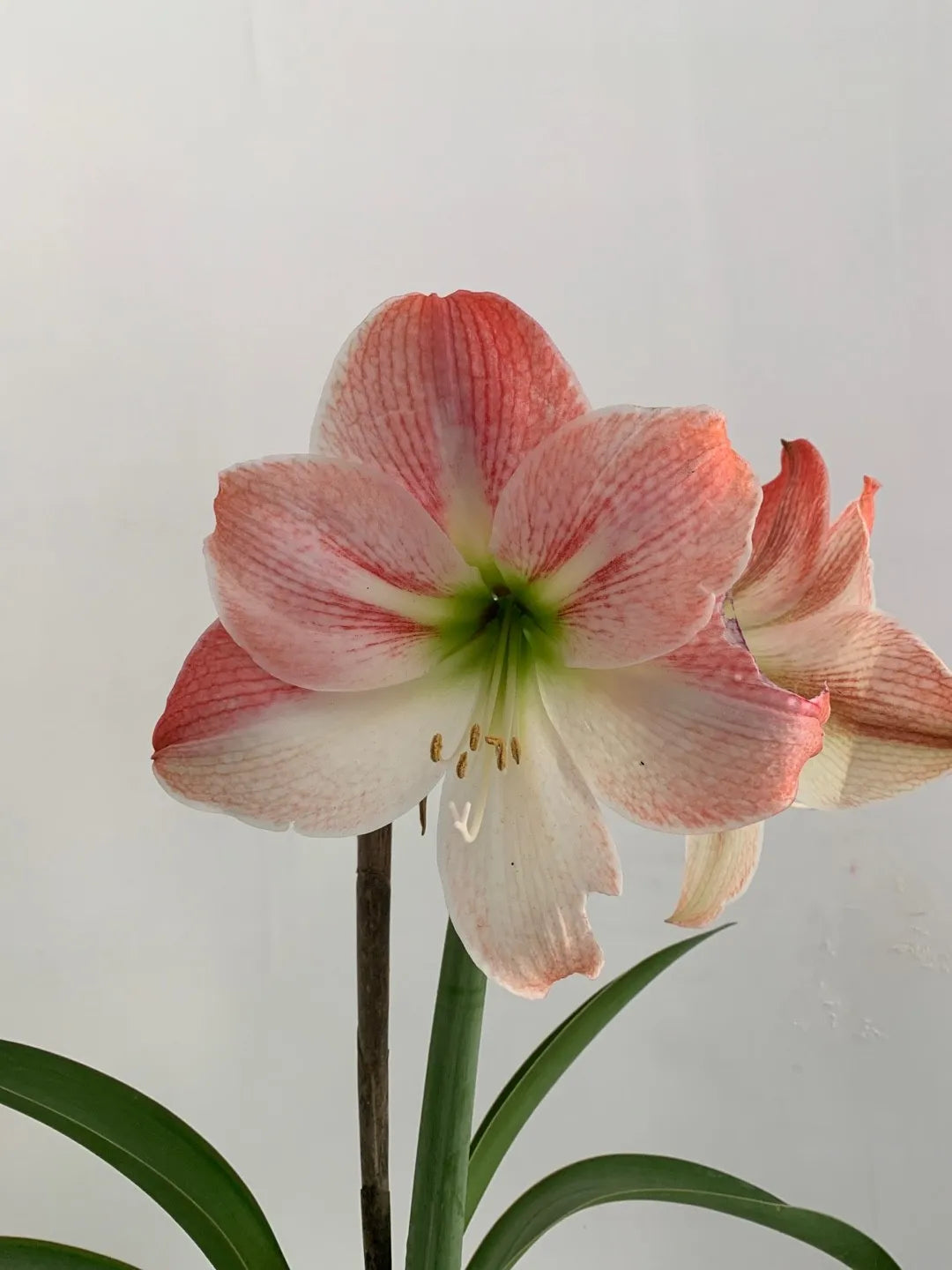 Amaryllis Bulb