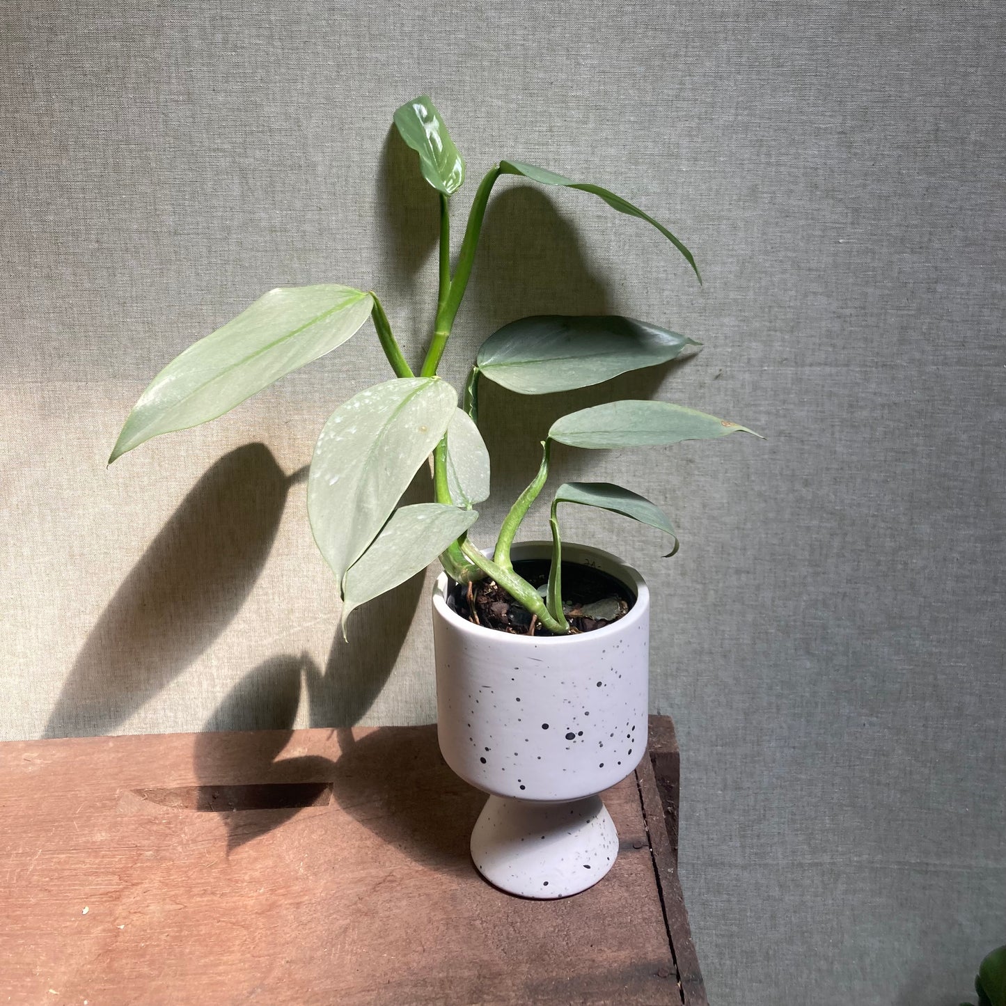 Philodendron - Silver Sword