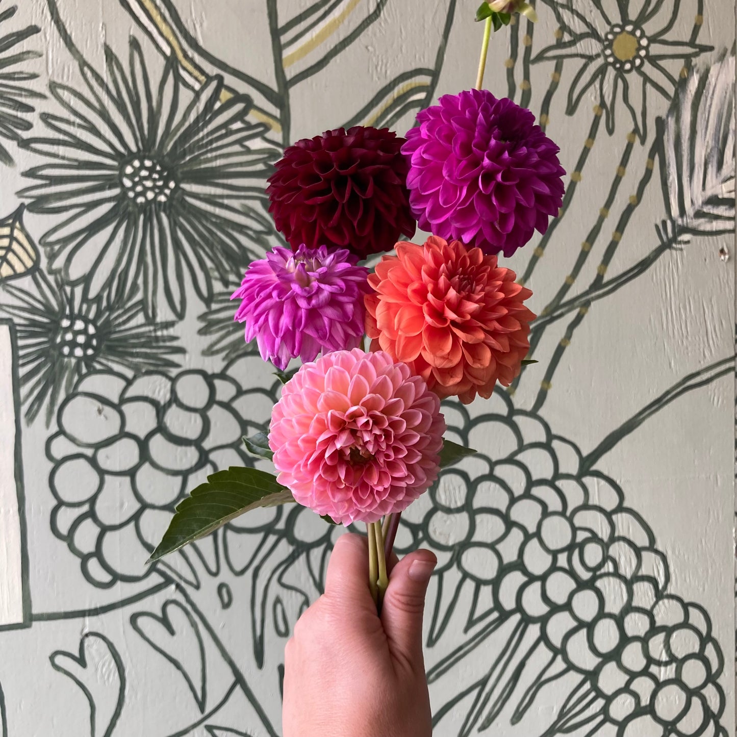 Dahlia bunch