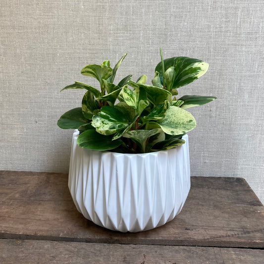 Pepperomia - Marble 6"