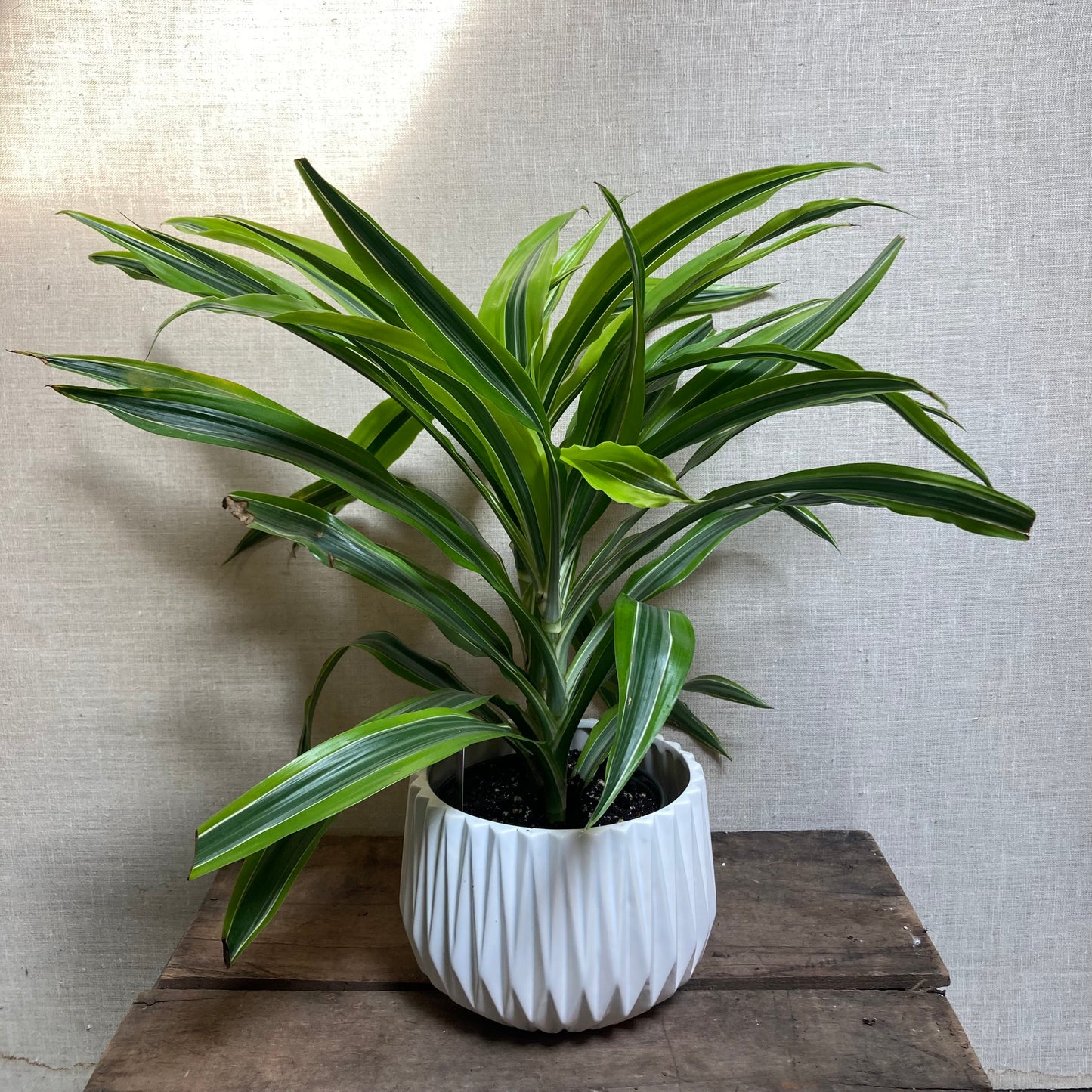Dracaena - Lemon lime
